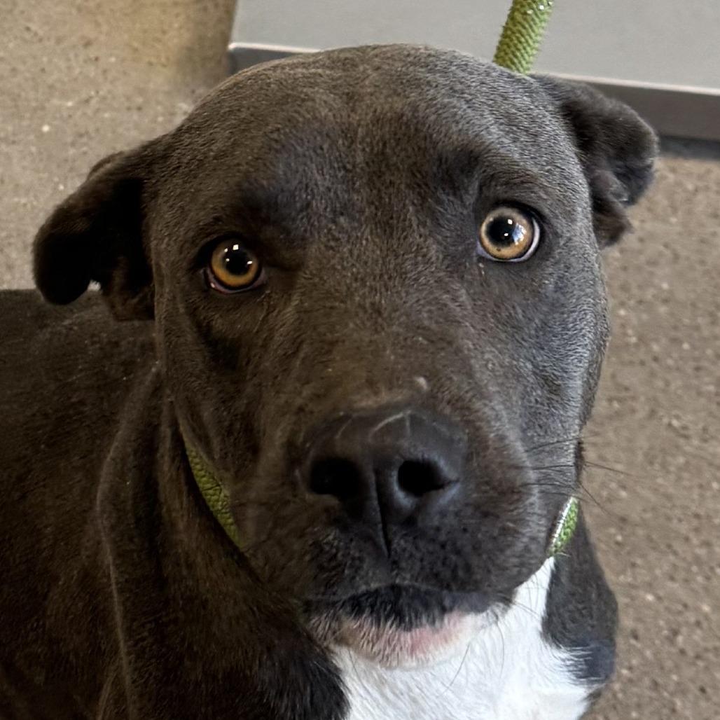 Tina, Adoptable, Young Female Mixed Breed.