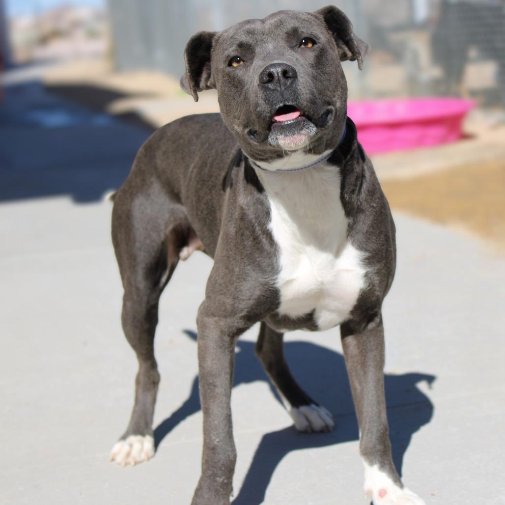 Enlarge Tina, a Adoptable Mixed Breed in Las Cruces, NM image 2/6