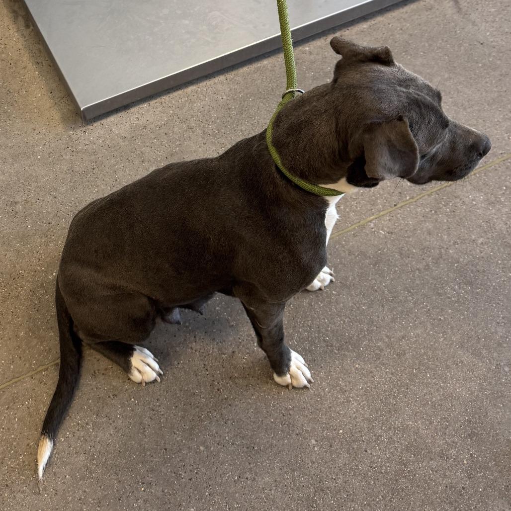 Enlarge Tina, a Adoptable Mixed Breed in Las Cruces, NM image 3/6