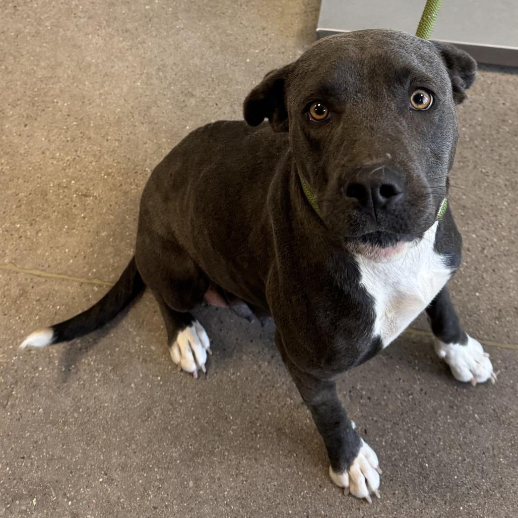Enlarge Tina, a Adoptable Mixed Breed in Las Cruces, NM image 4/6