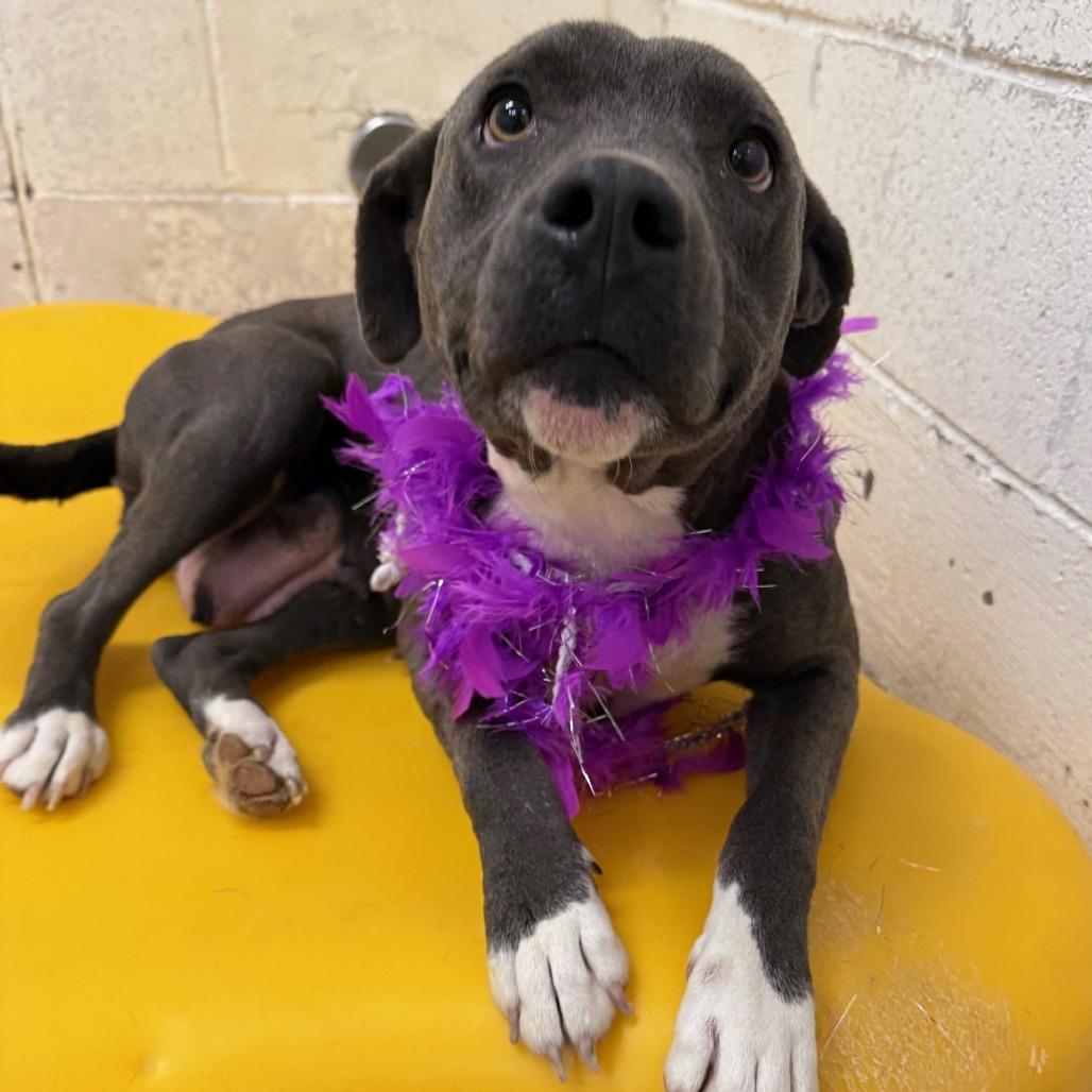 Enlarge Tina, a Adoptable Mixed Breed in Las Cruces, NM image 5/6