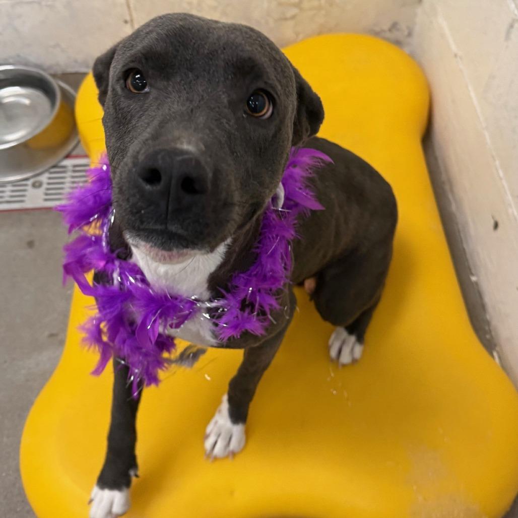 Enlarge Tina, a Adoptable Mixed Breed in Las Cruces, NM image 6/6