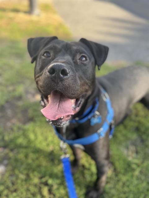 Enlarge GILLIGAN, a Adoptable American Staffordshire Terrier in Methuen, MA image 1/1