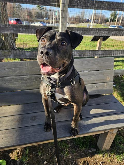 Enlarge GILLIGAN, a Adoptable American Staffordshire Terrier in Methuen, MA image 1/1