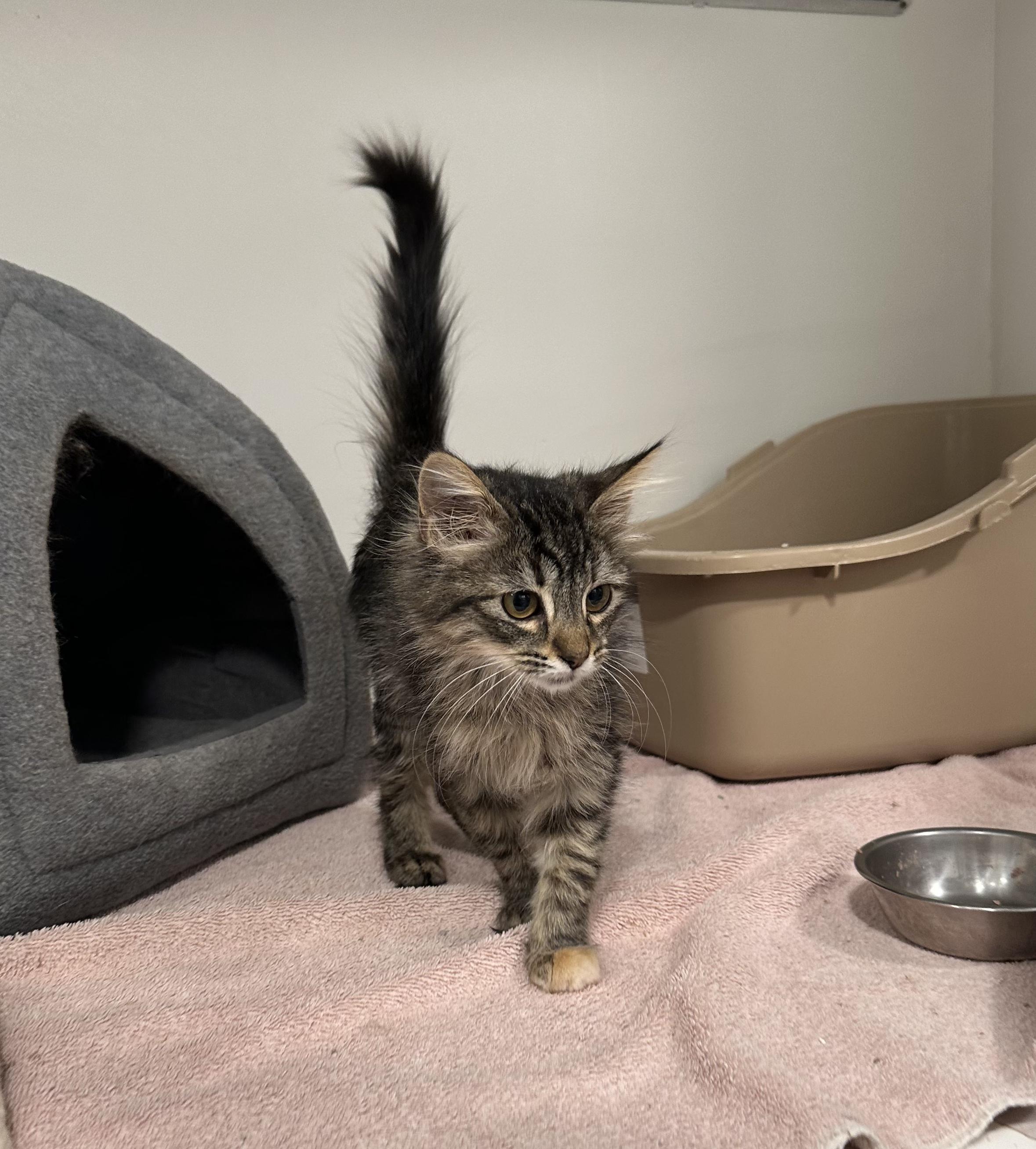 Biscuit, a Adopted Domestic Medium Hair in Clarkdale, AZ image 2/5