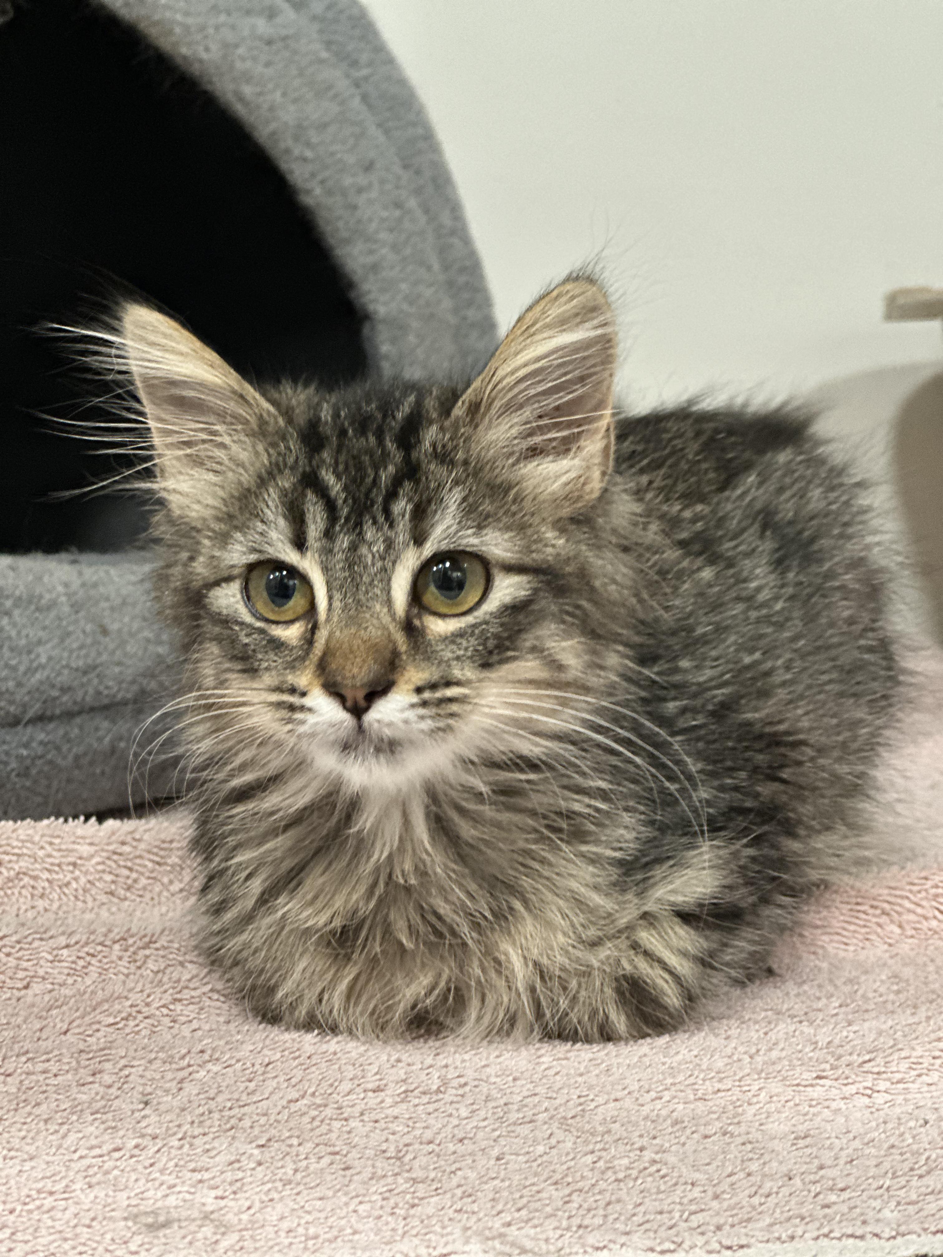 Biscuit, a Adopted Domestic Medium Hair in Clarkdale, AZ image 3/5