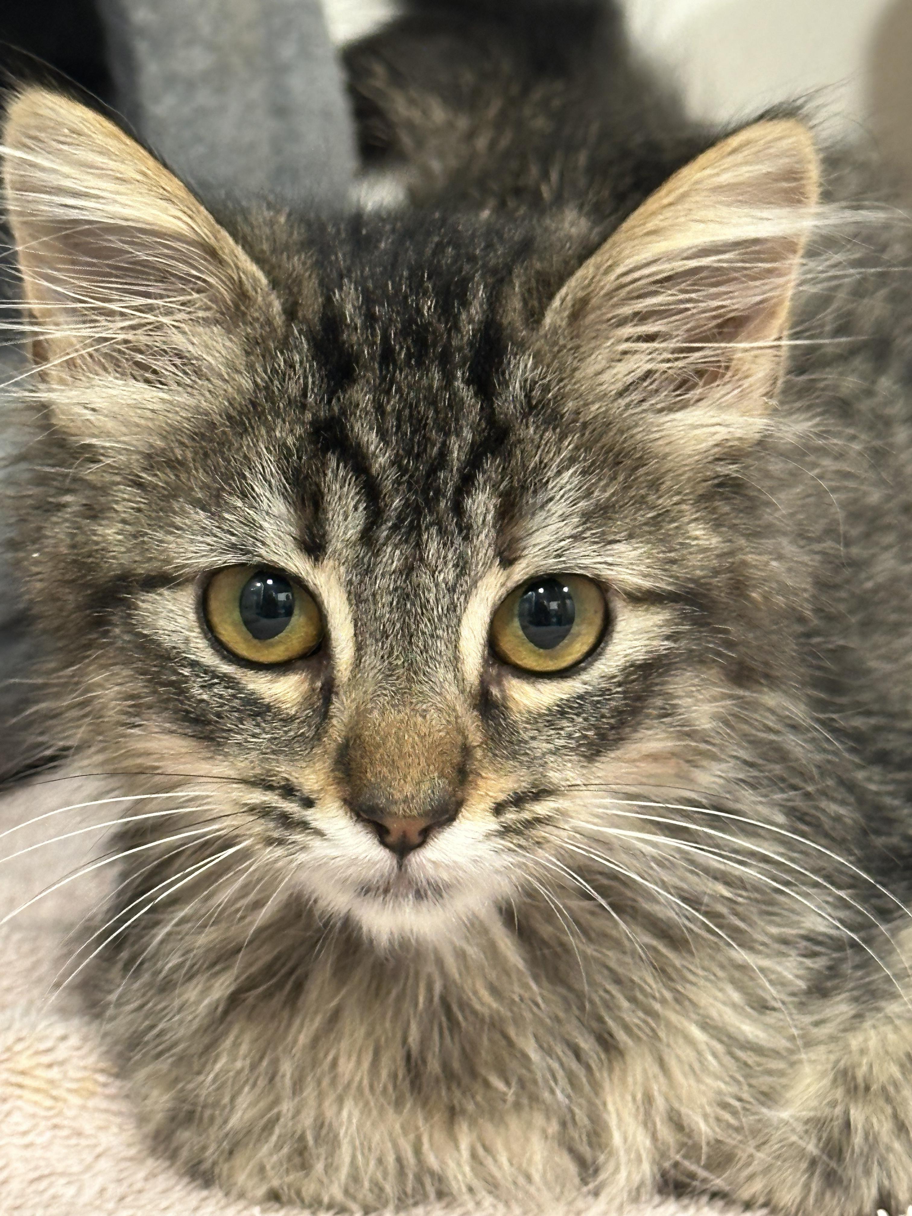 Biscuit, a Adopted Domestic Medium Hair in Clarkdale, AZ image 1/5