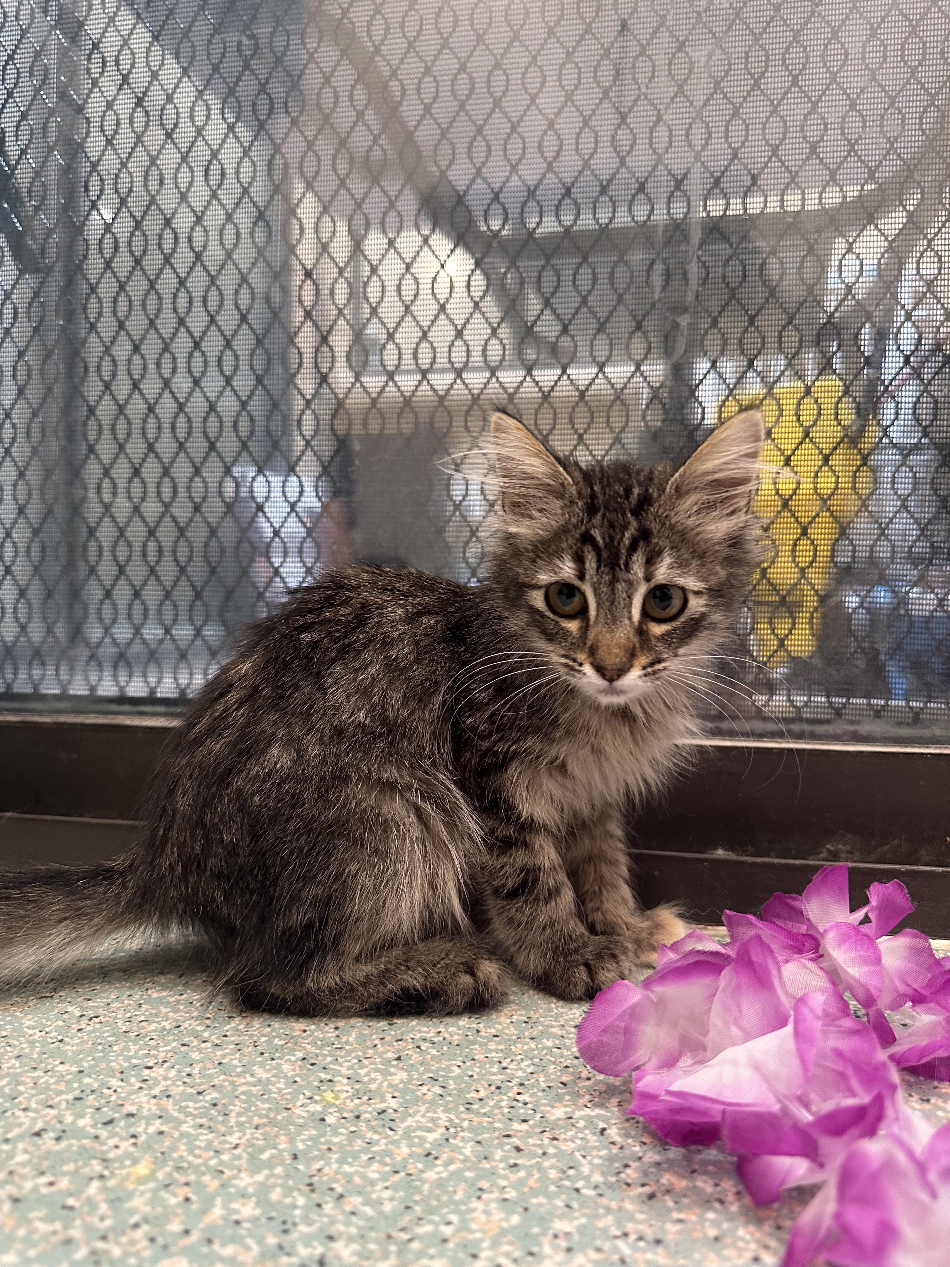 Biscuit, a Adopted Domestic Medium Hair in Clarkdale, AZ image 5/5