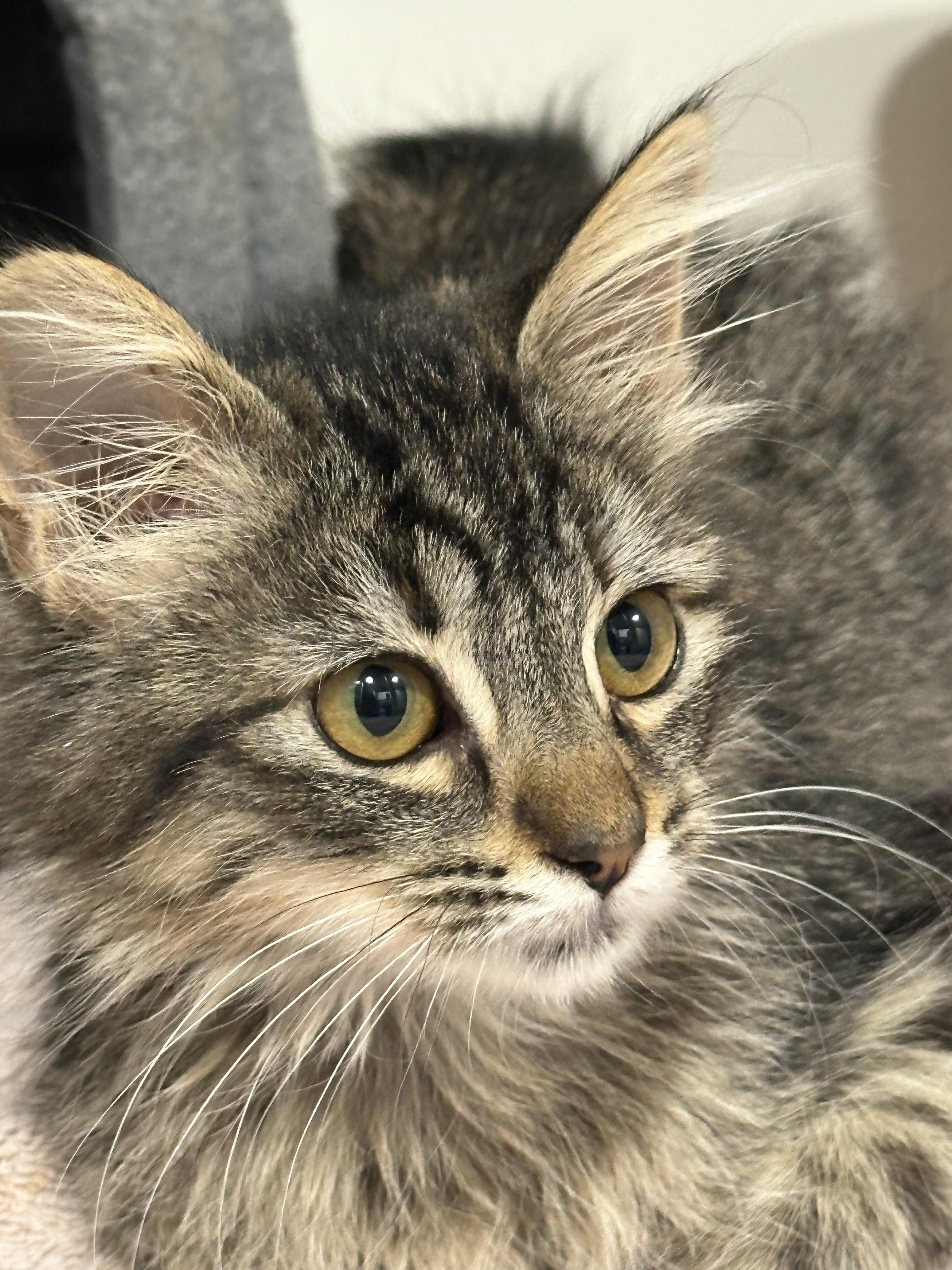 Biscuit, a Adopted Domestic Medium Hair in Clarkdale, AZ image 4/5