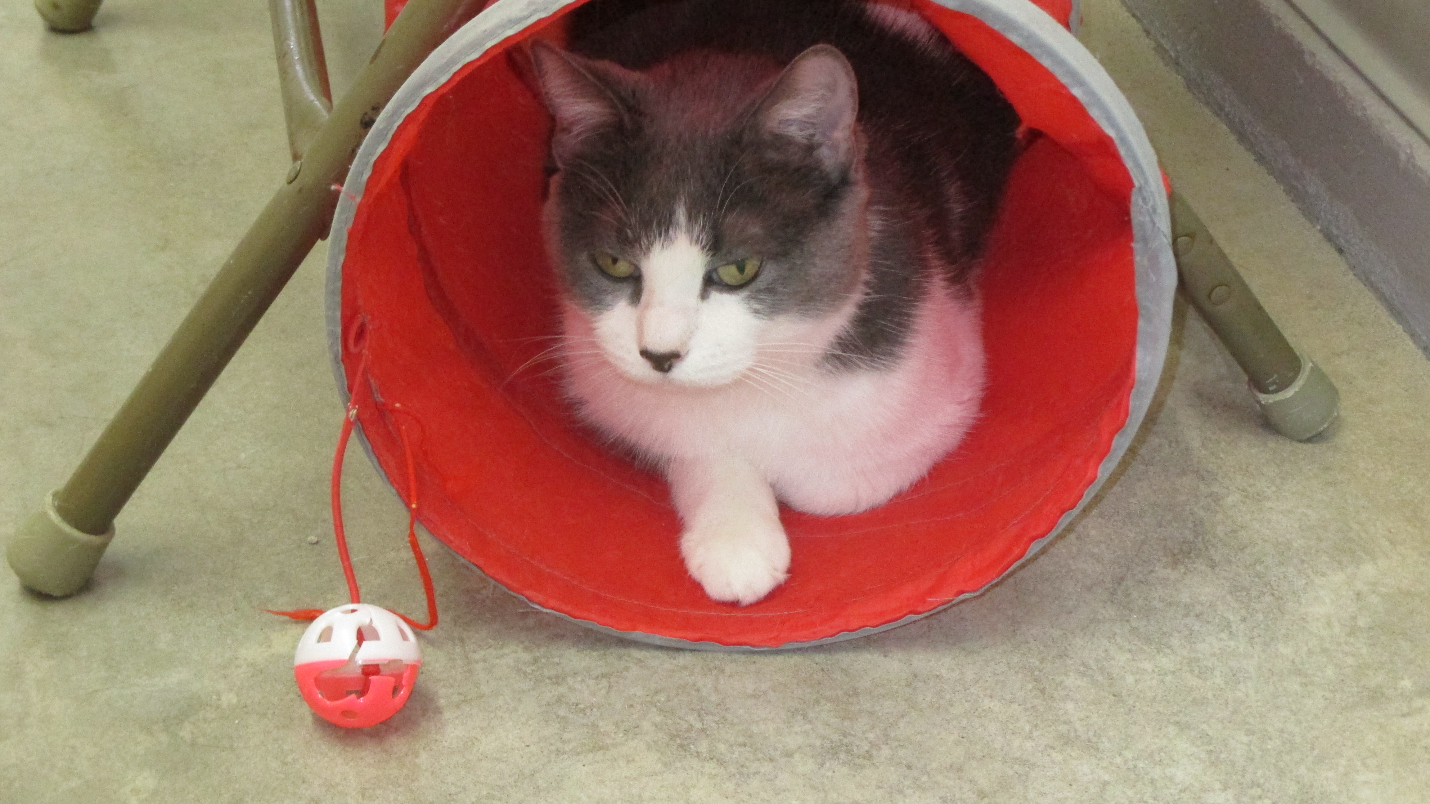 Mystery, Adoptable, Young Female Domestic Short Hair.
