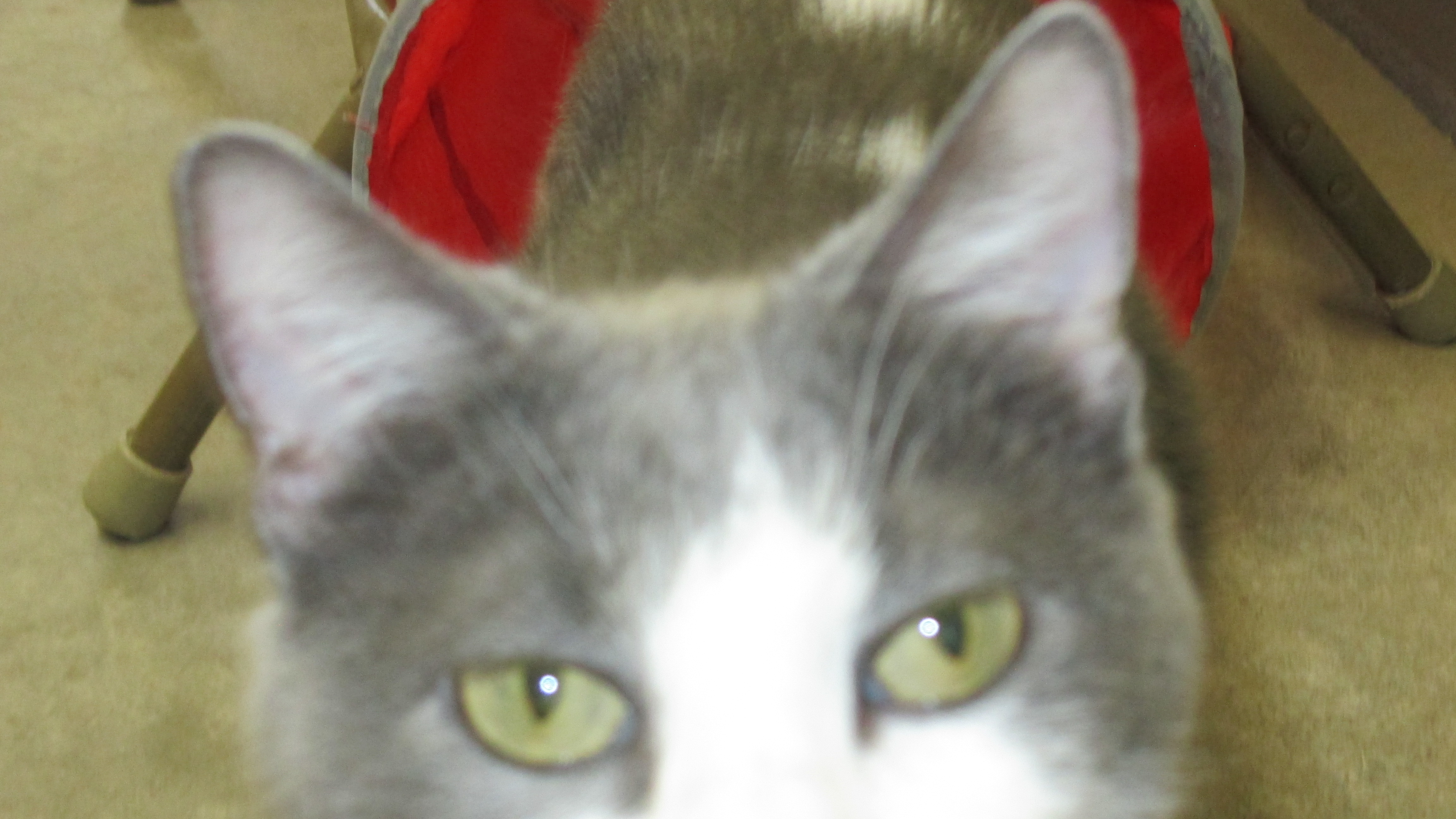 Mystery, a Adoptable Domestic Short Hair in Savanna, IL image 2/5