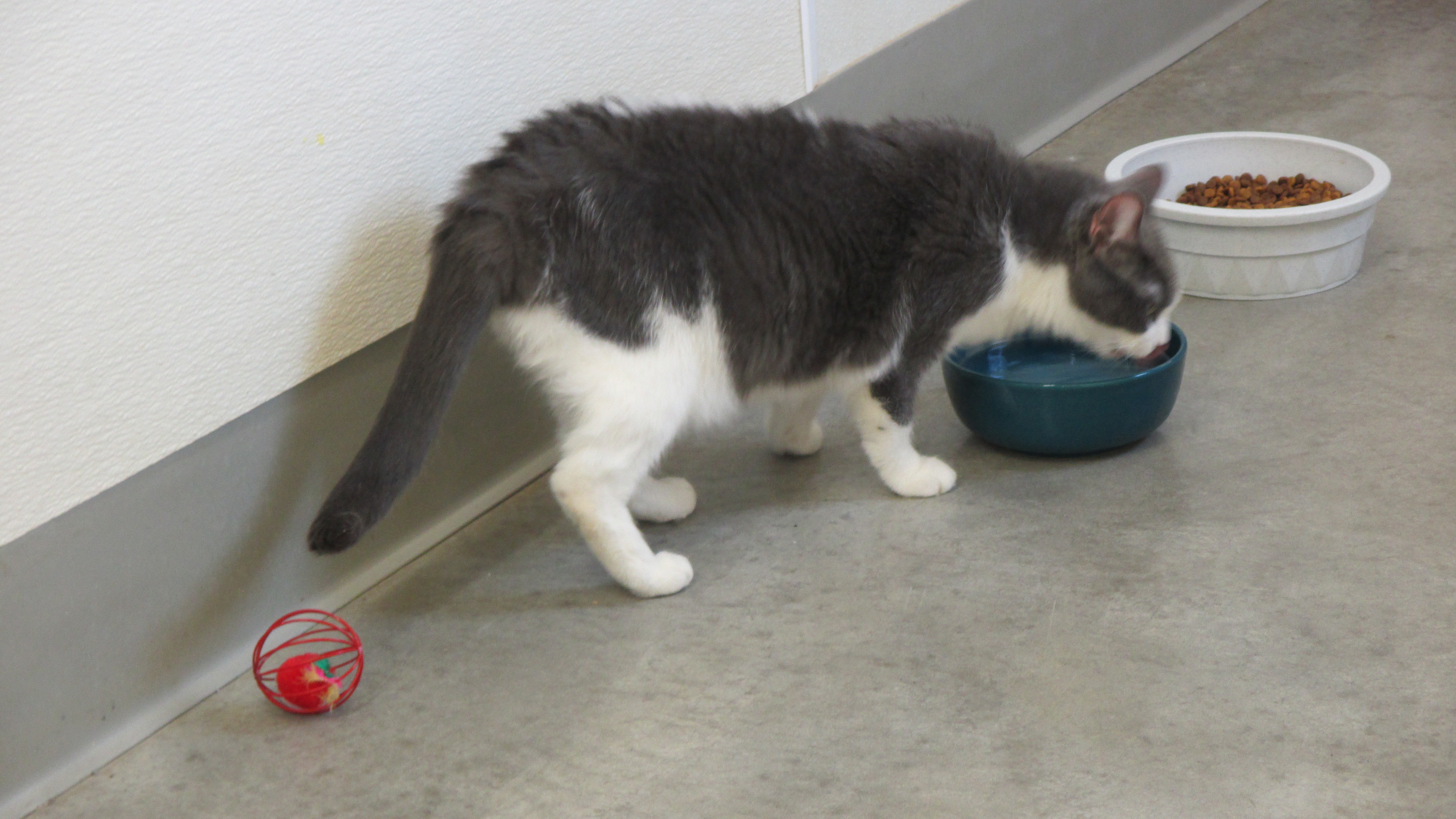 Mystery, a Adoptable Domestic Short Hair in Savanna, IL image 3/5