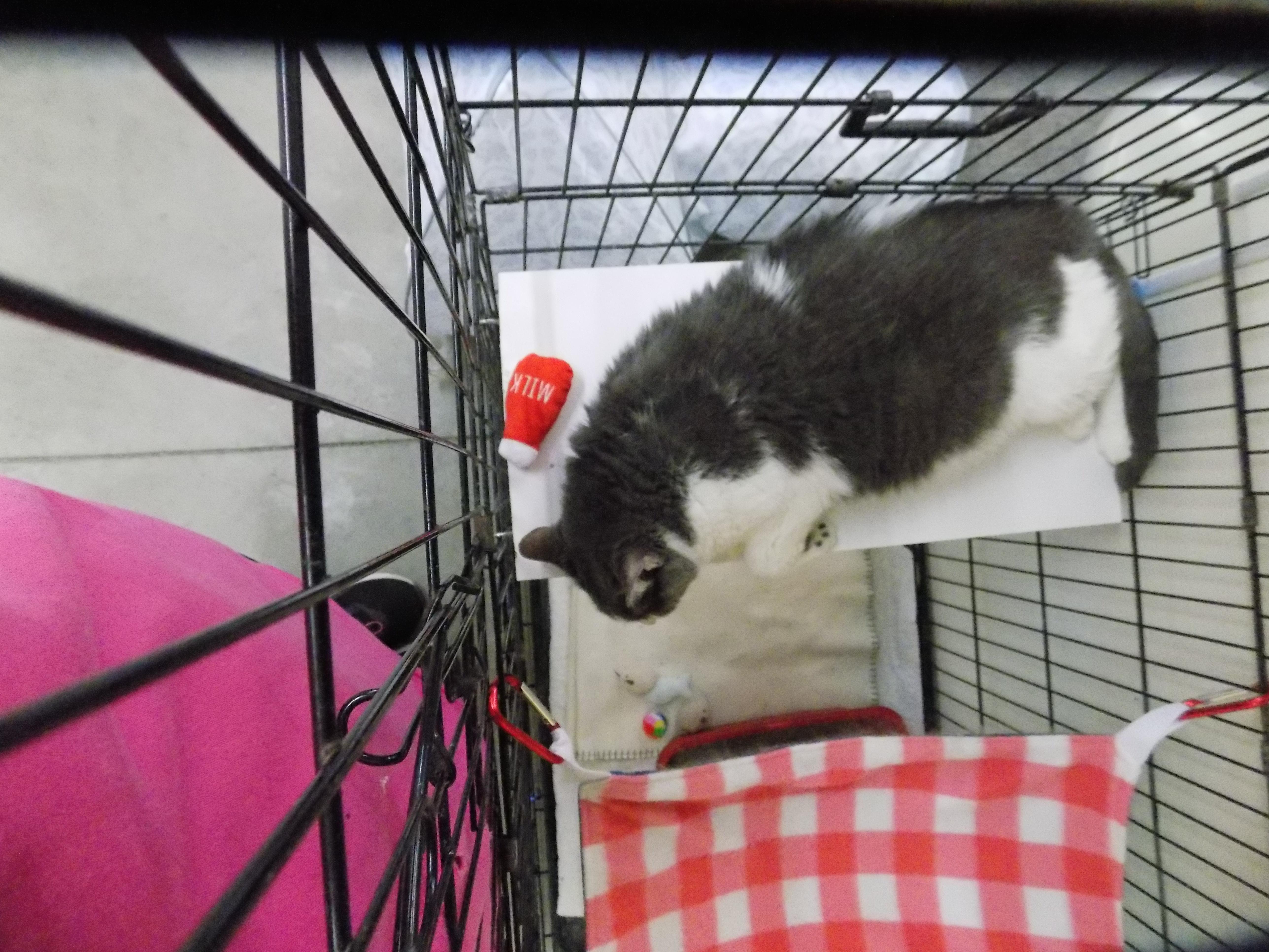 Mystery, a Adoptable Domestic Short Hair in Savanna, IL image 4/5