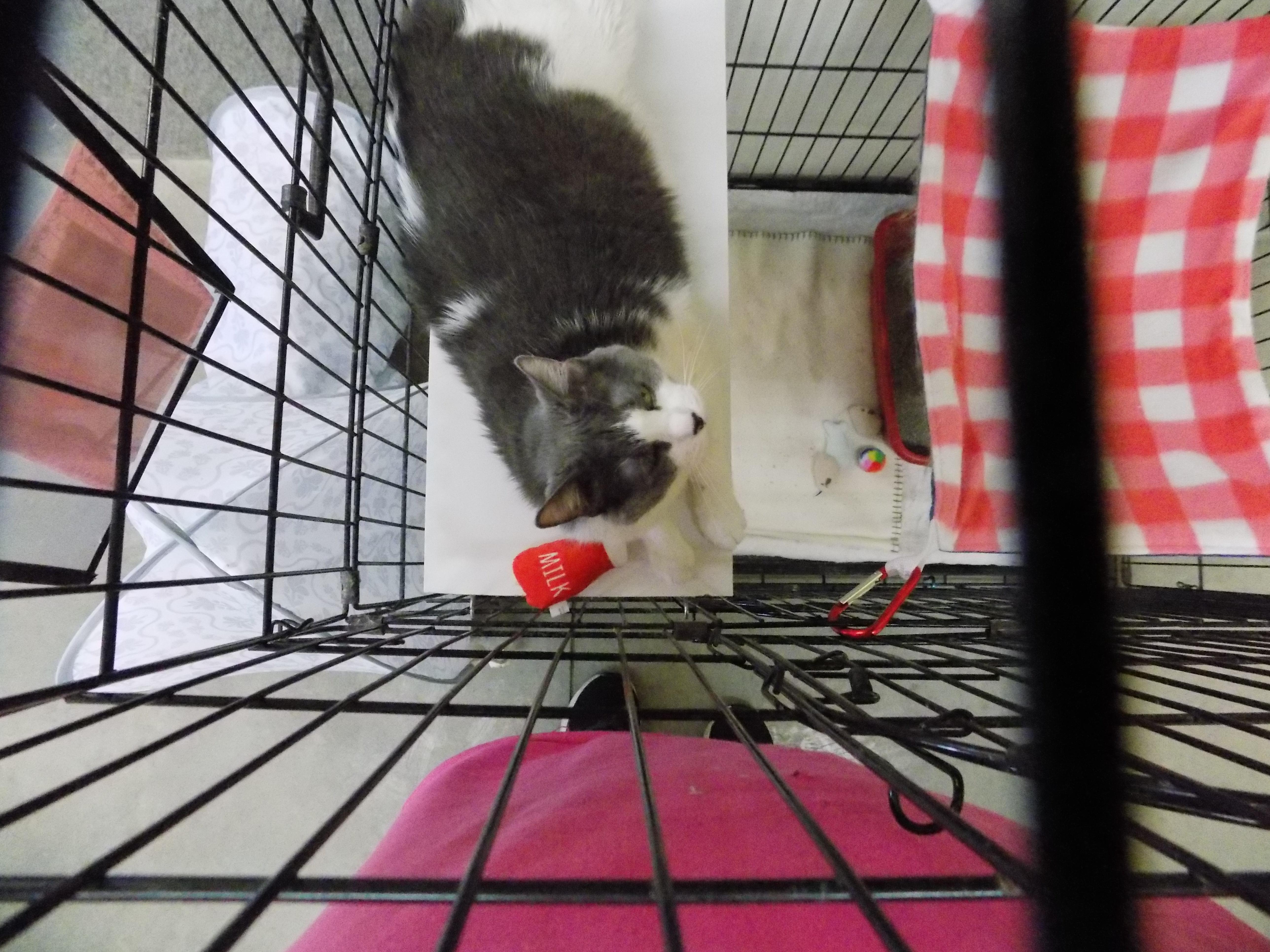 Mystery, a Adoptable Domestic Short Hair in Savanna, IL image 5/5