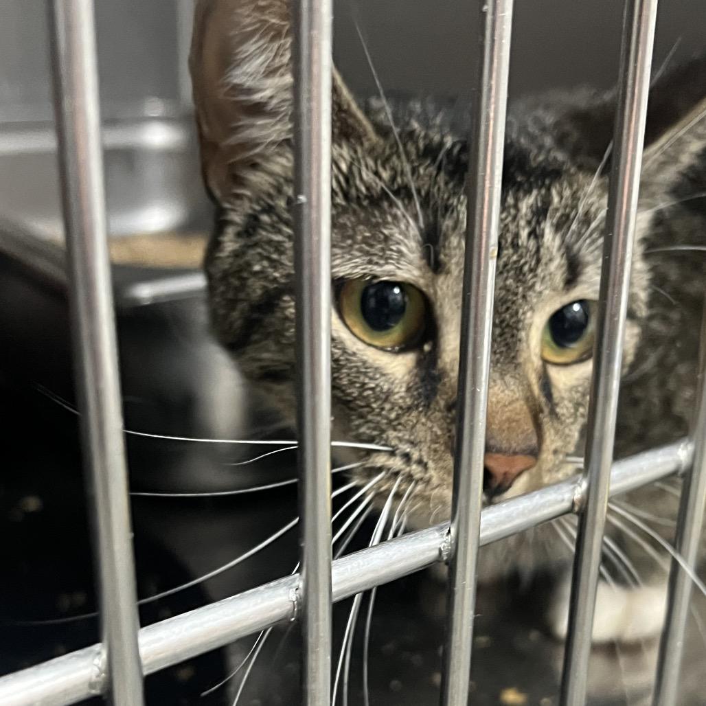 Delia, Adoptable, Adult Female Domestic Short Hair.