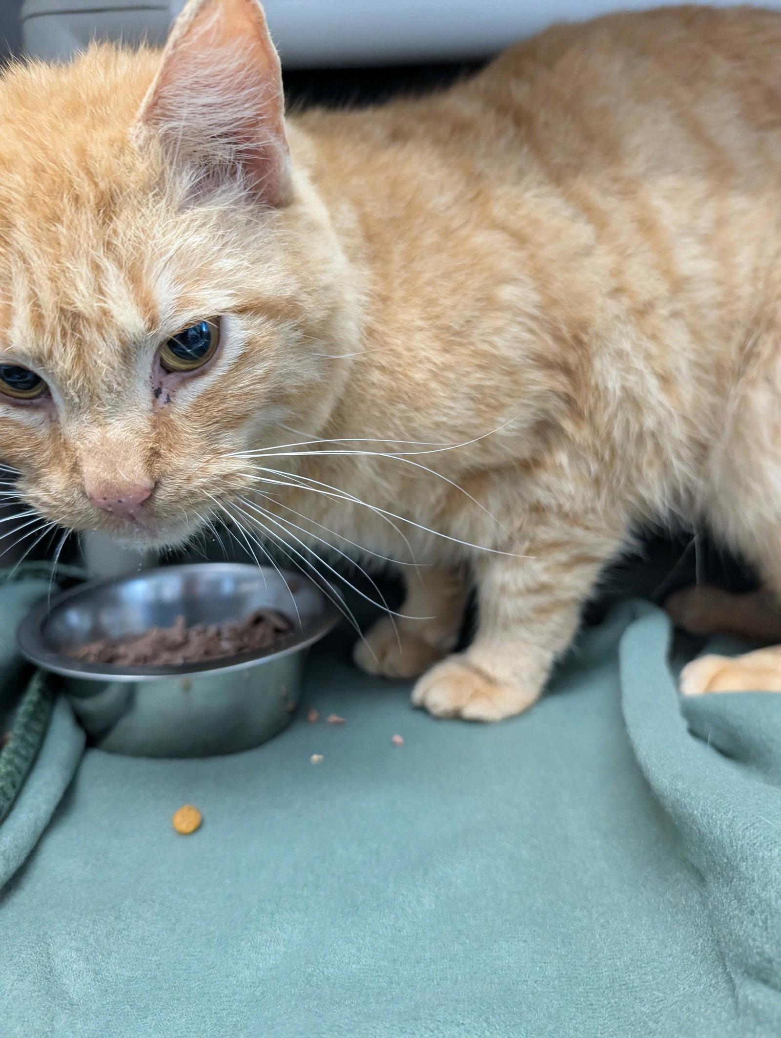 Dino - At shelter, Adopted, Young Male Domestic Short Hair.