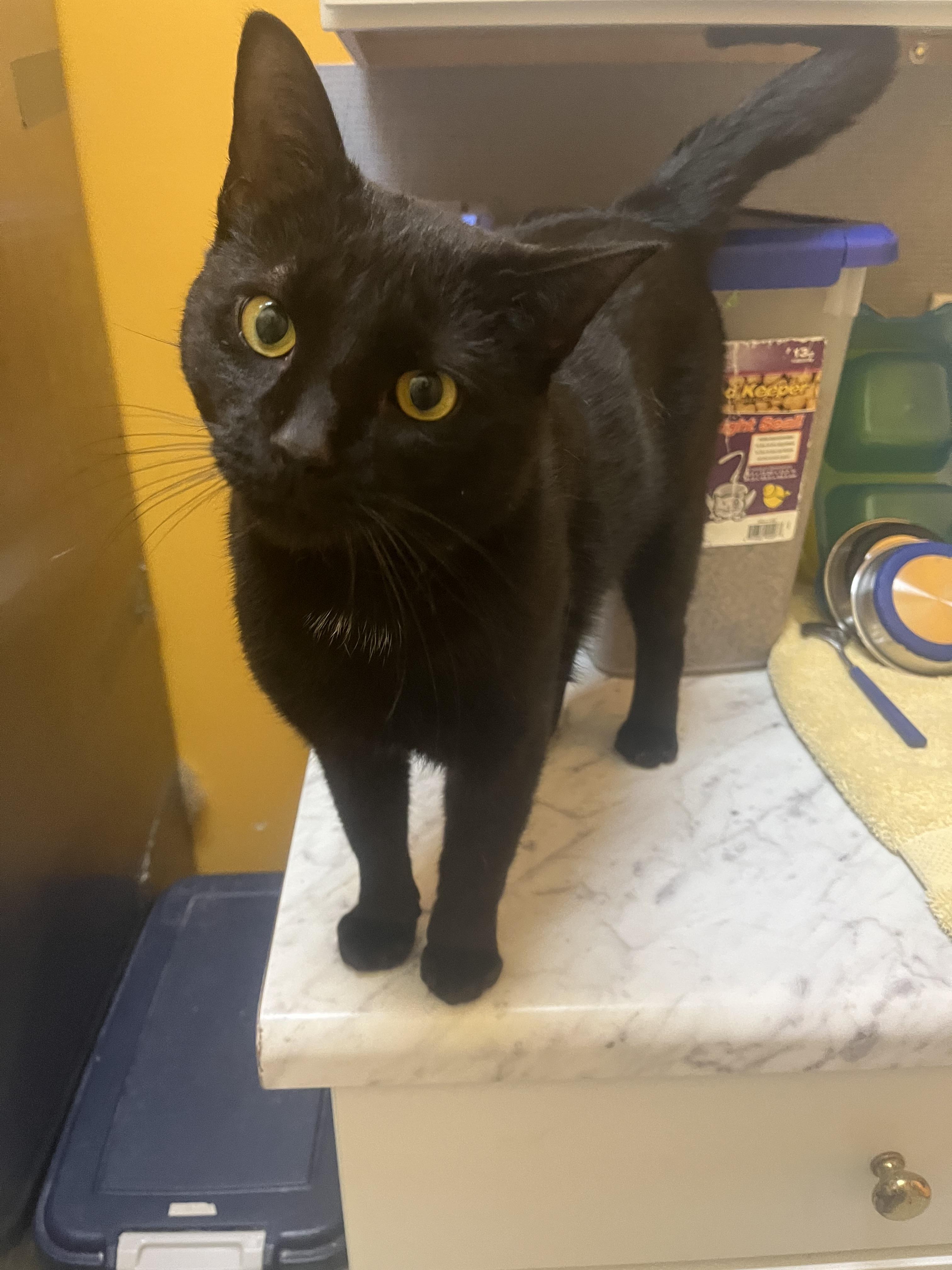 Enlarge Kafka, a ADOPTABLE Domestic Short Hair in Boyne City, MI image 1/1