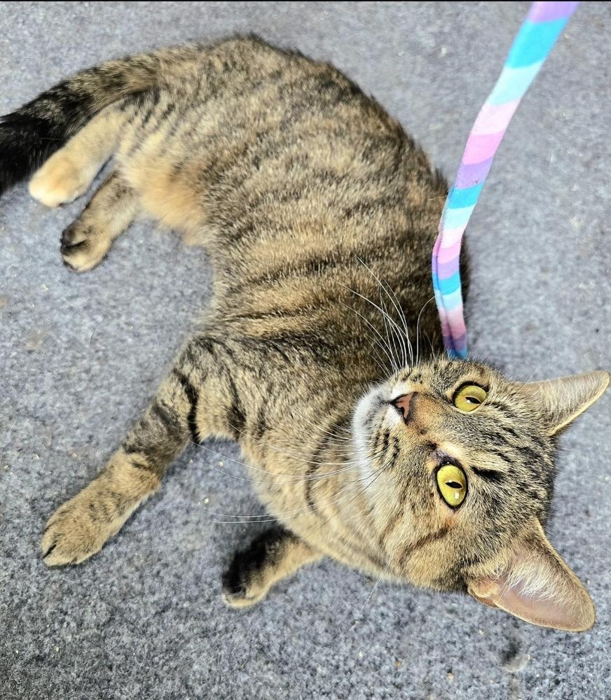 Enlarge Delphine, a Adoptable Domestic Short Hair in Wilson, NC image 1/5