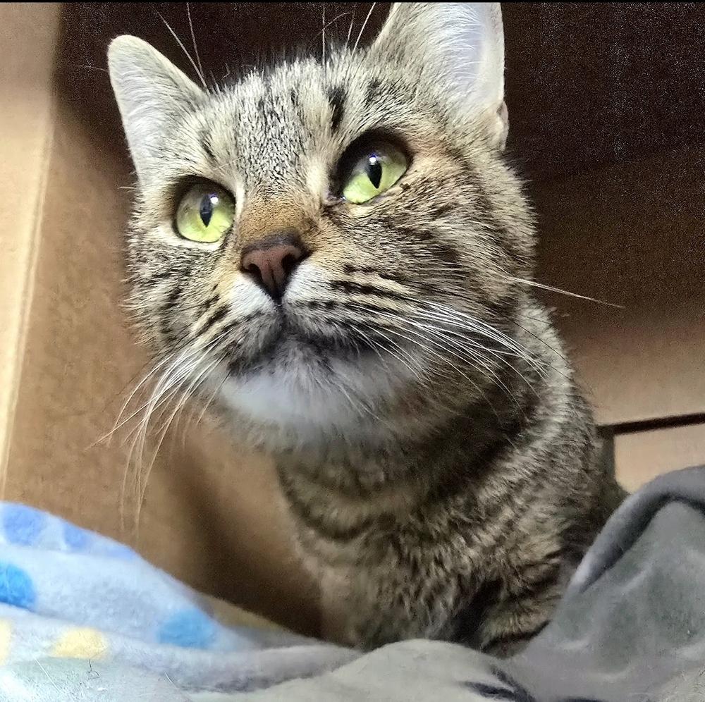 Delphine, Adoptable, Young Female Domestic Short Hair.