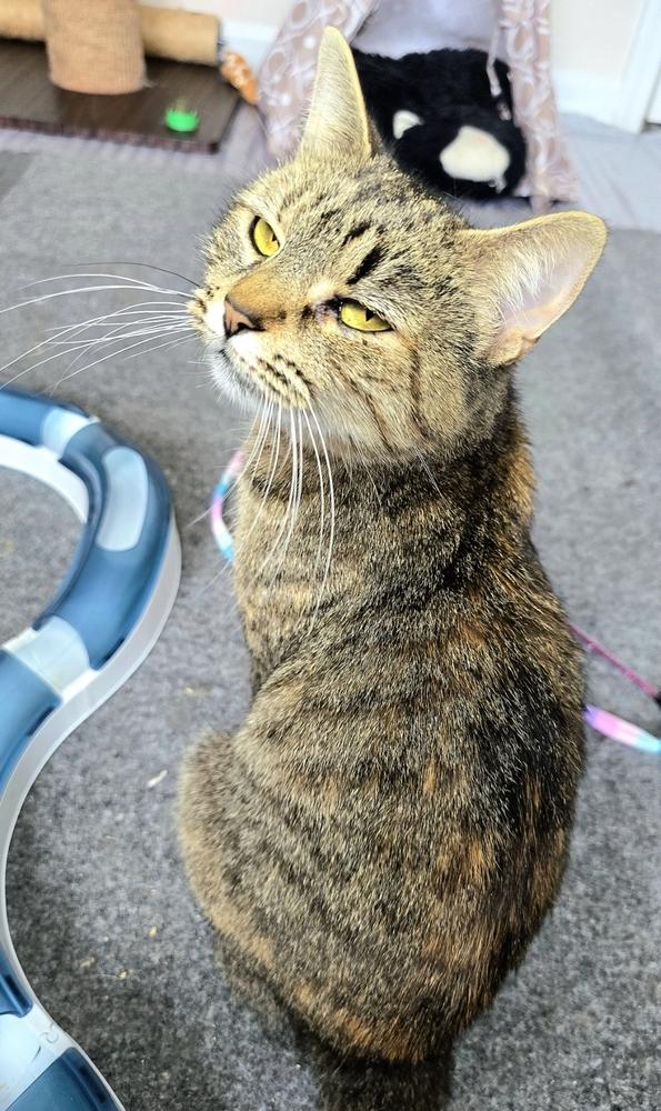 Enlarge Delphine, a Adoptable Domestic Short Hair in Wilson, NC image 3/5