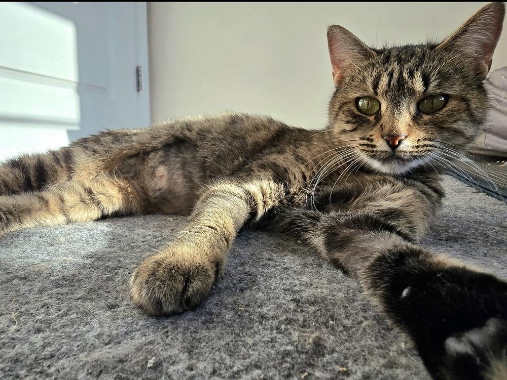 Enlarge Delphine, a Adoptable Domestic Short Hair in Wilson, NC image 5/5