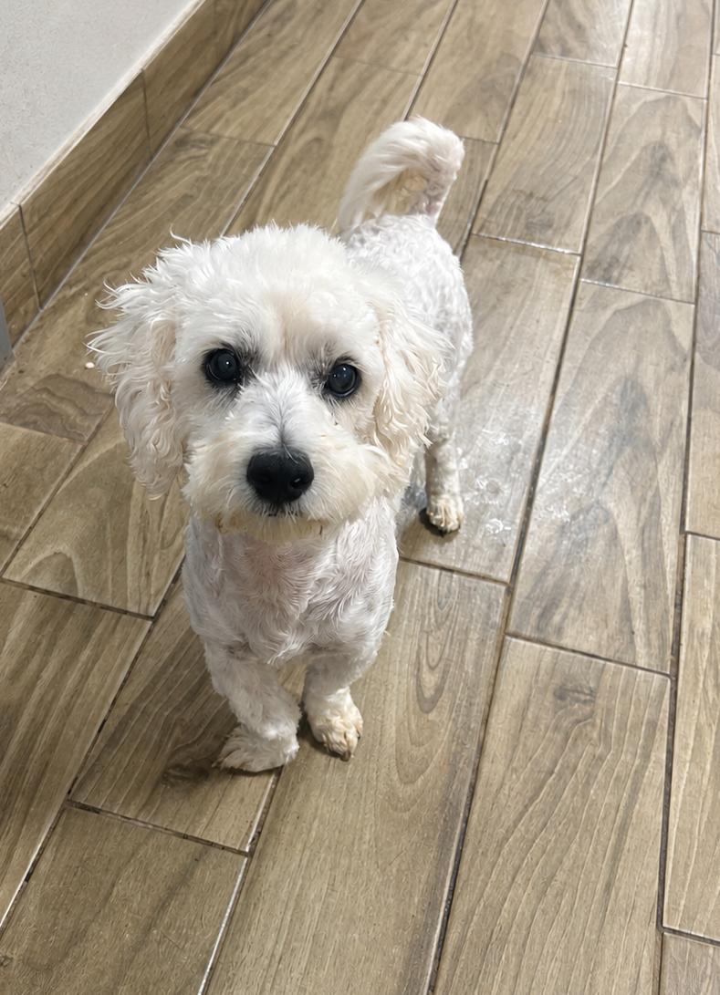 Dawson, Adopted, Adult Male Poodle.