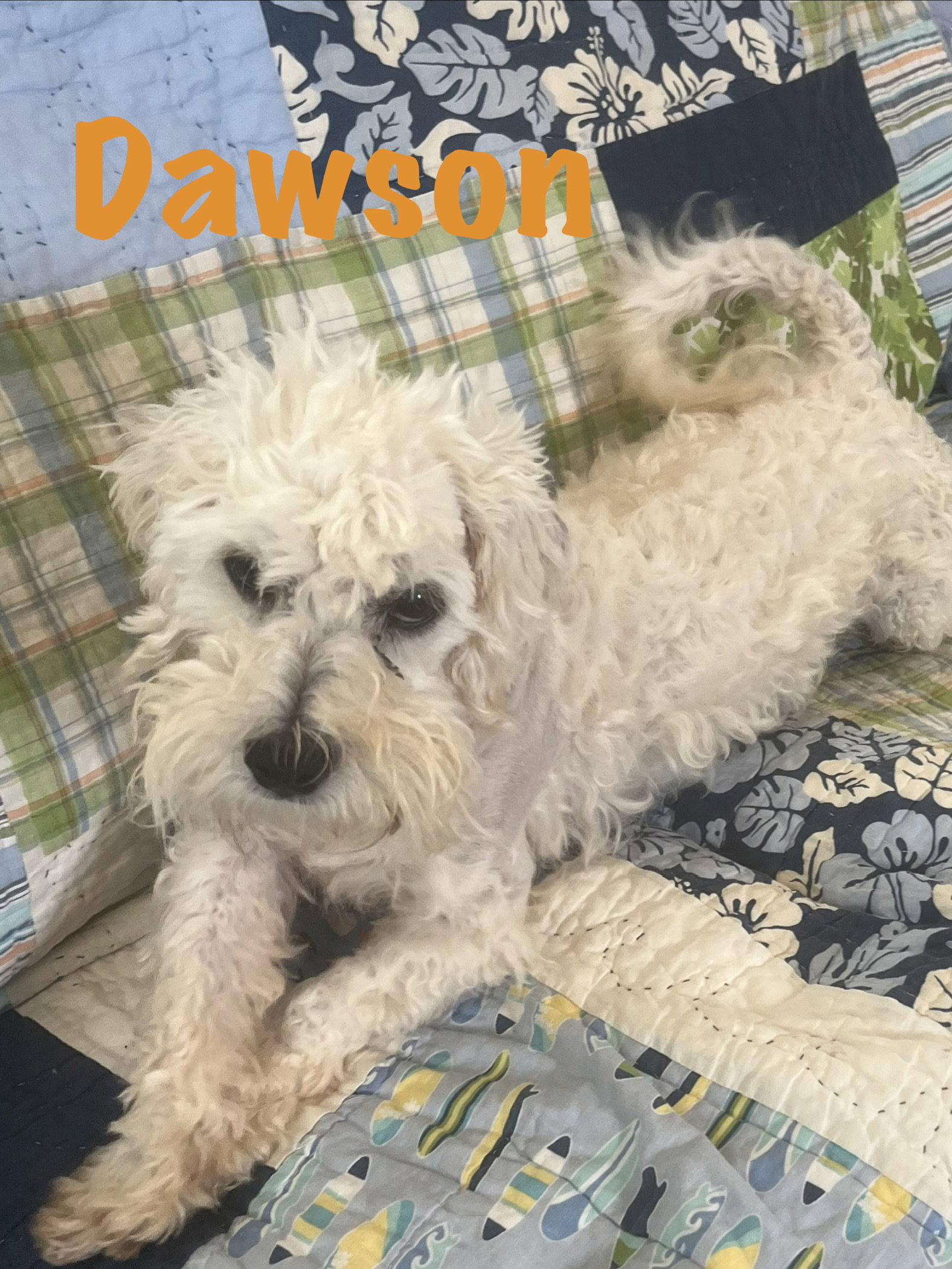 Enlarge Dawson, a Adopted Poodle in Pipe Creek, TX image 2/3