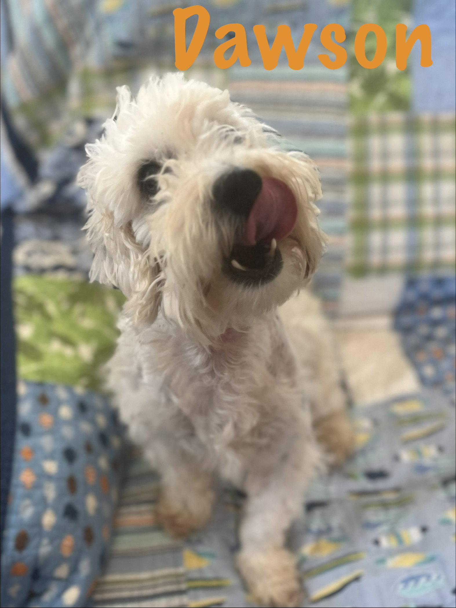 Enlarge Dawson, a Adopted Poodle in Pipe Creek, TX image 3/3