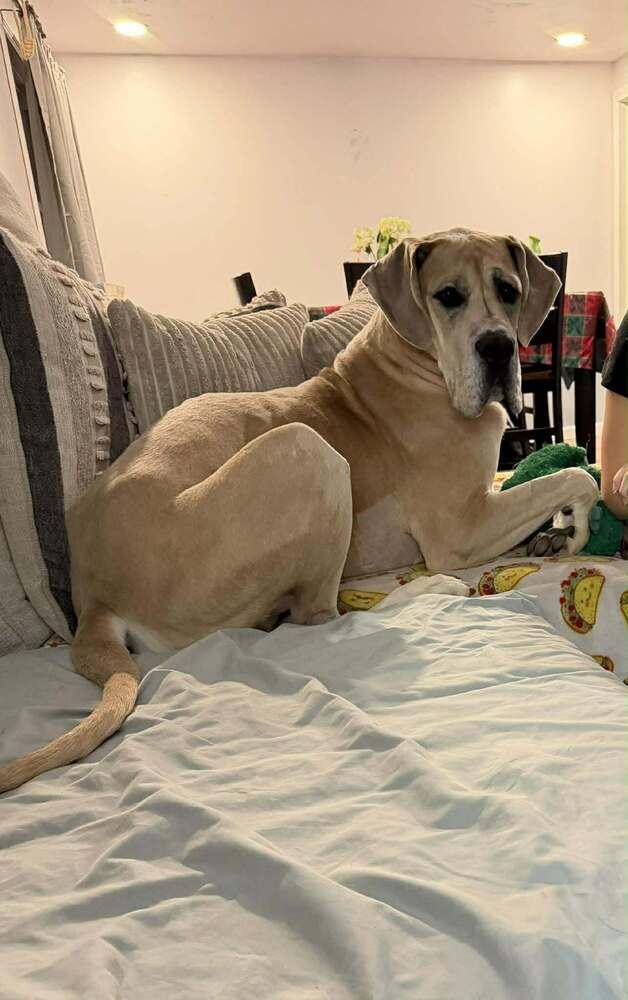 Arlo, Adoptable, Young Male Great Dane.