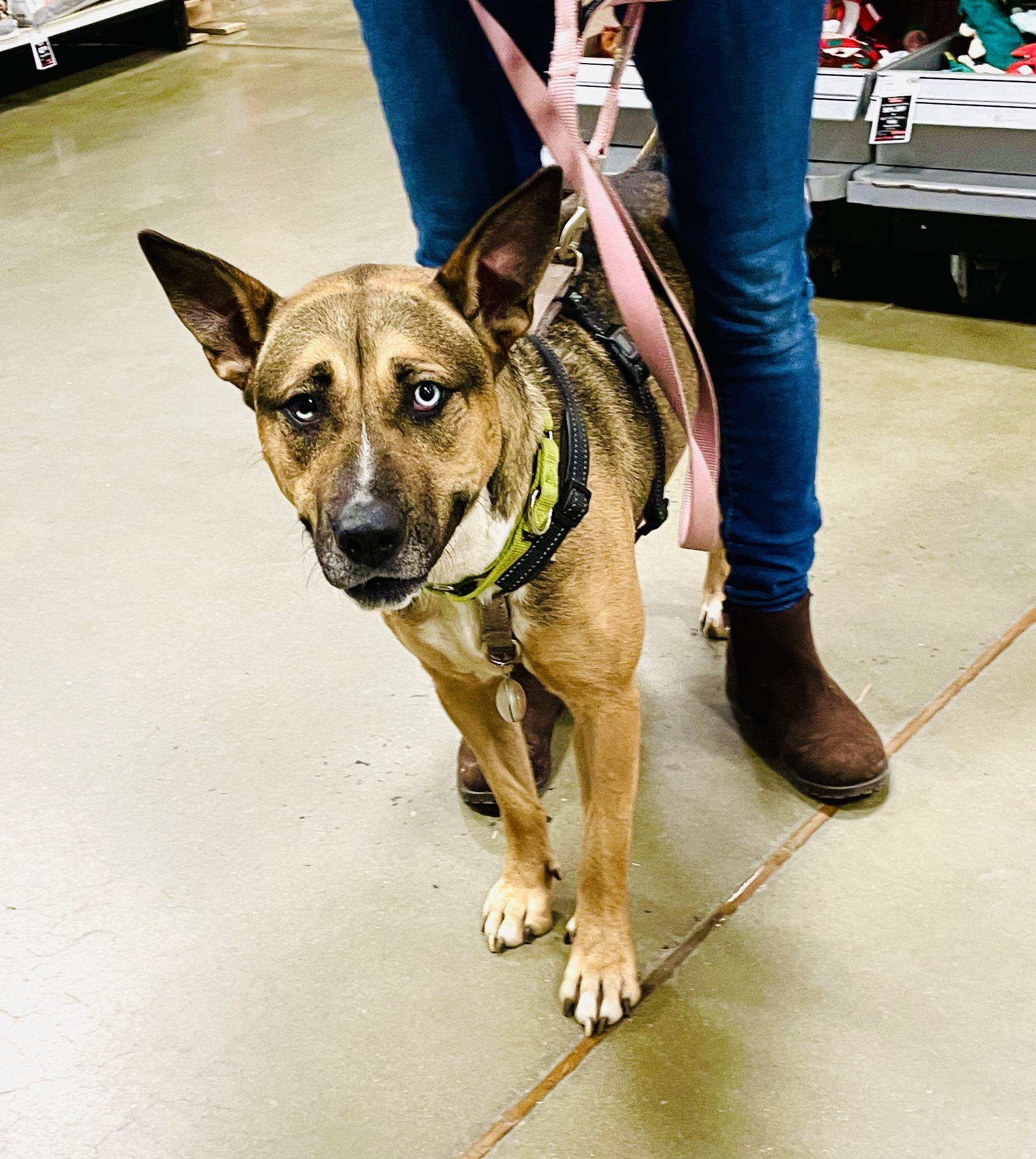 Lola, a Adoptable mixed breed image 2/6