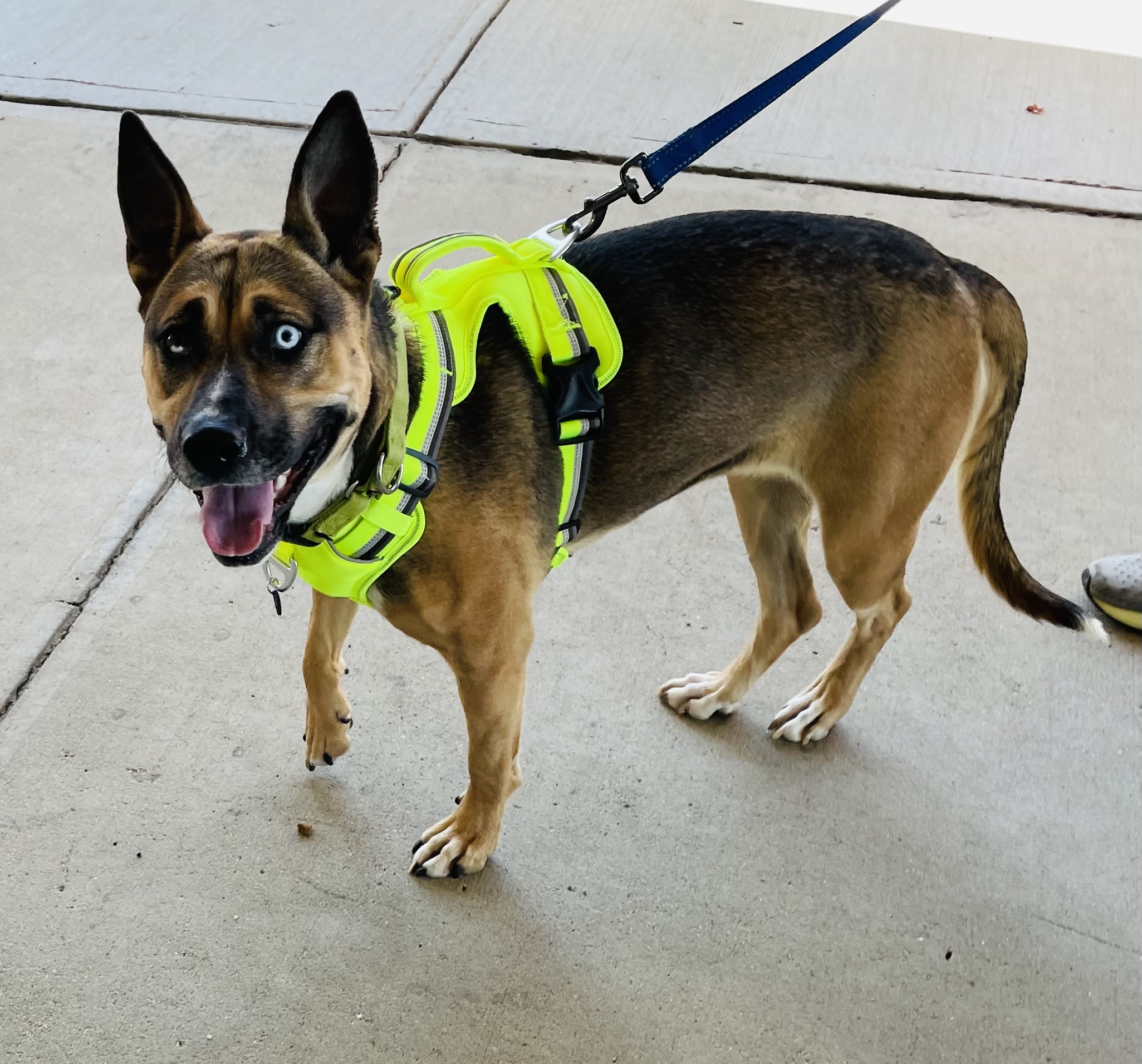 Lola, a Adoptable mixed breed image 5/6