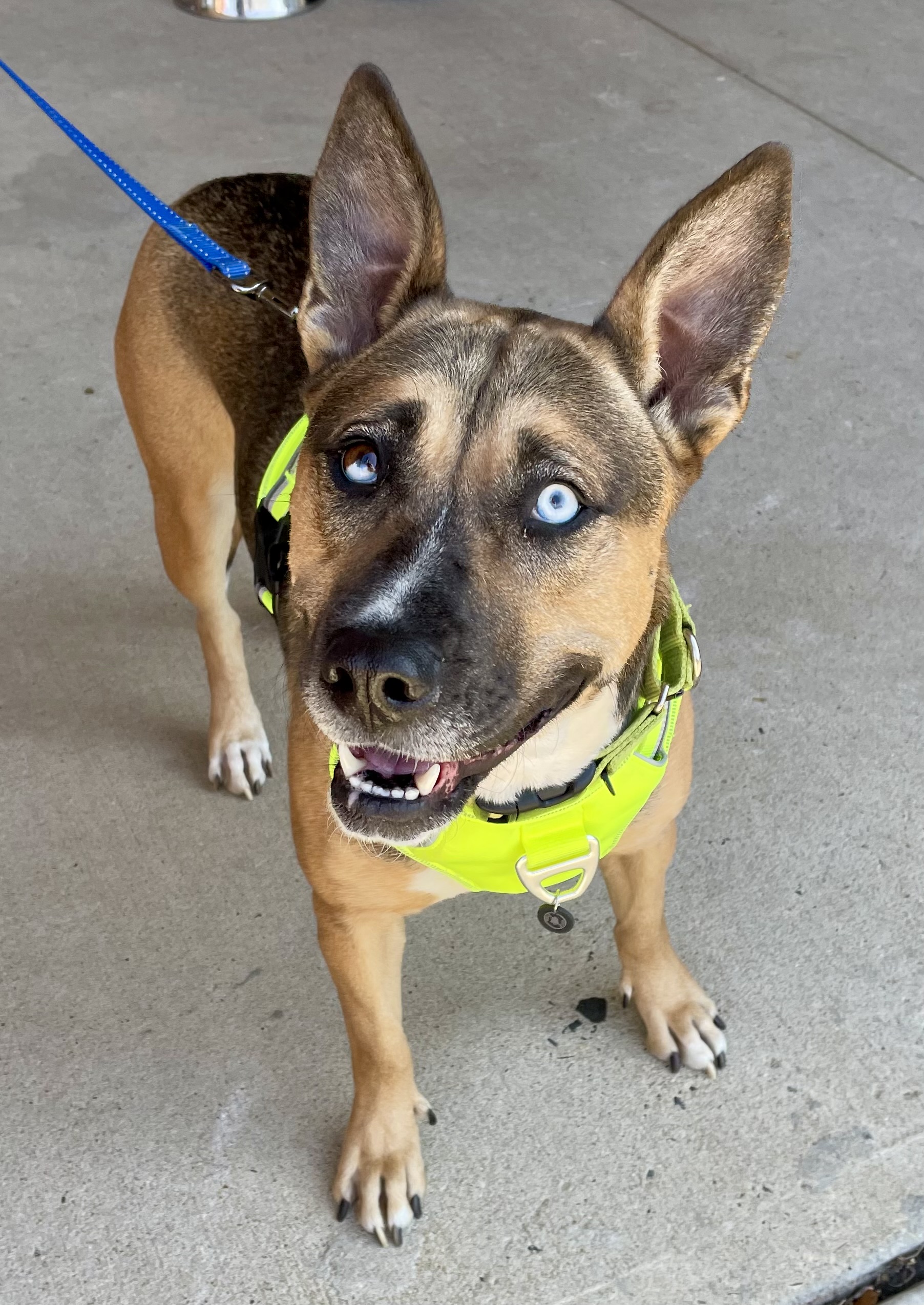 Lola, a Adoptable mixed breed image 3/6