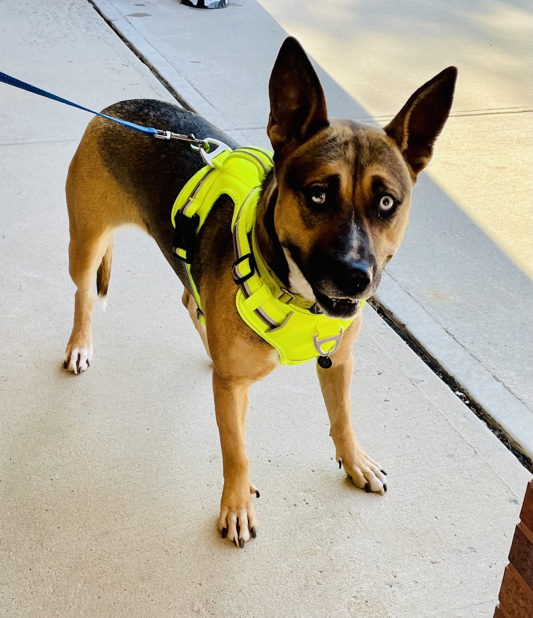 Lola, a Adoptable mixed breed image 4/6