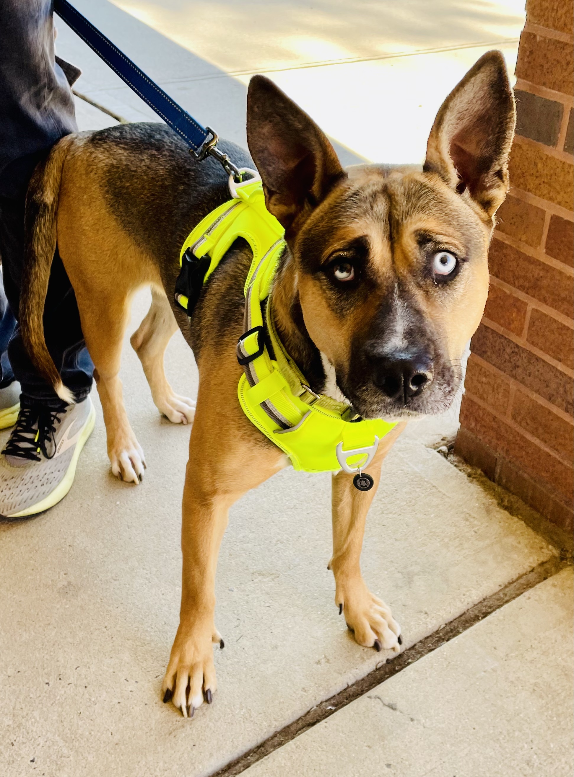 Lola, Adoptable, Young Female Shepherd & Husky.