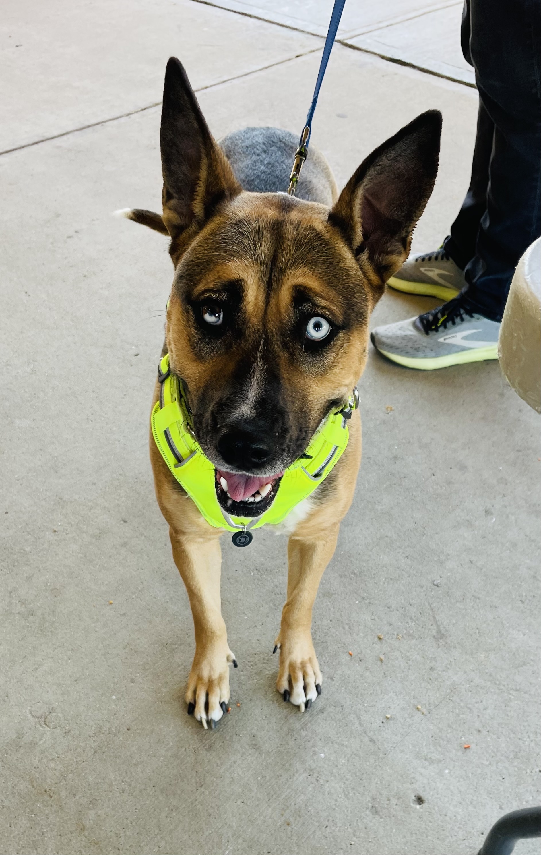 Lola, a Adoptable mixed breed image 6/6