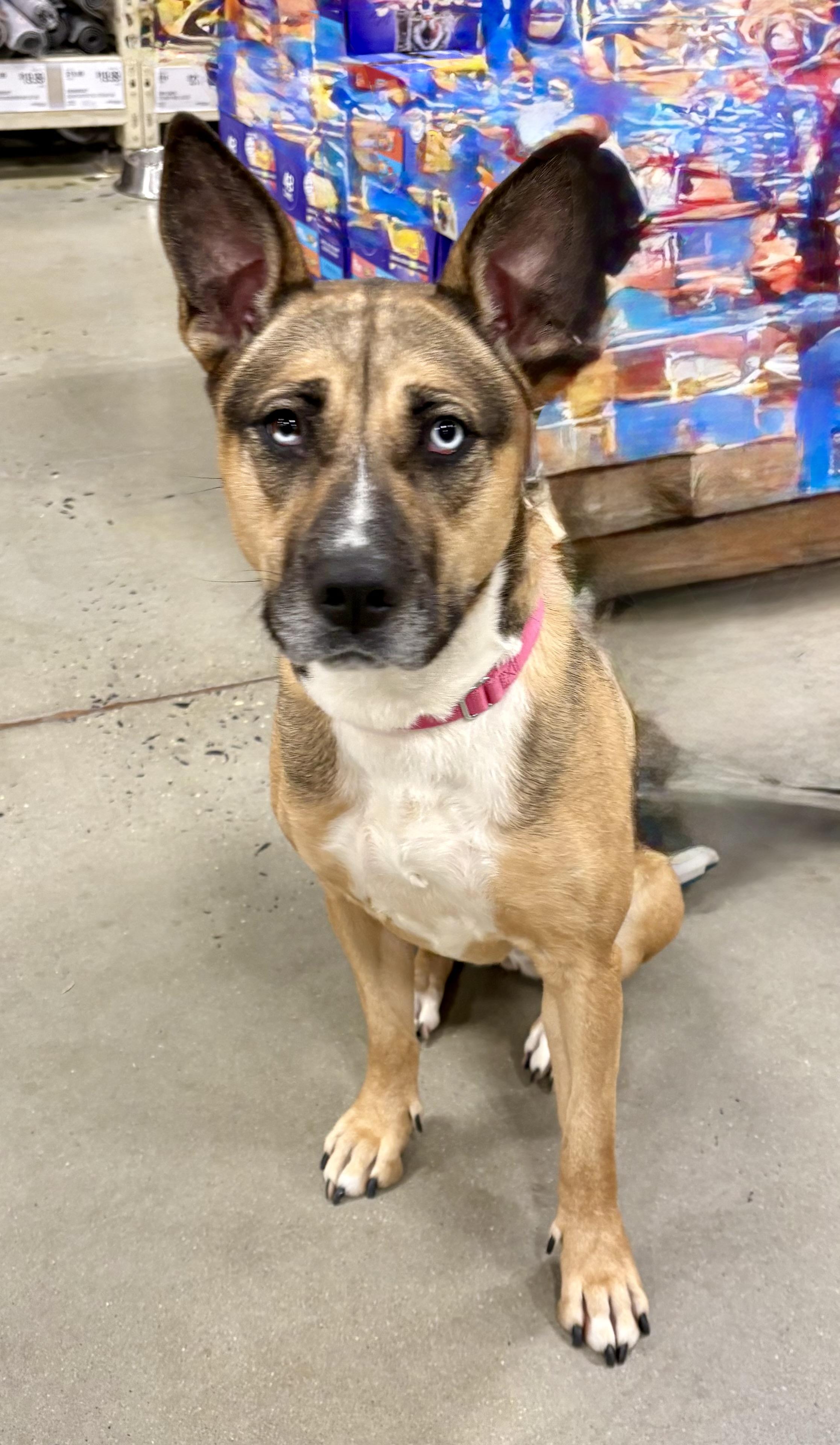 Lola, Adoptable, Young Female Shepherd & Husky.