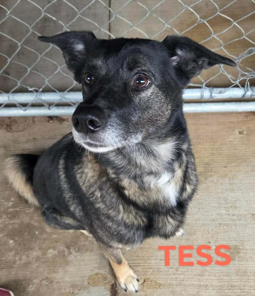 Tess, Adoptable, Adult Female German Shepherd Dog & Mixed Breed.