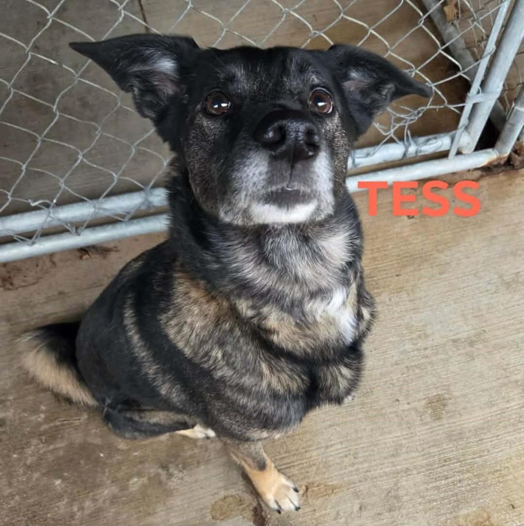 Enlarge Tess, a Adoptable mixed breed in Kendallville, IN image 2/2