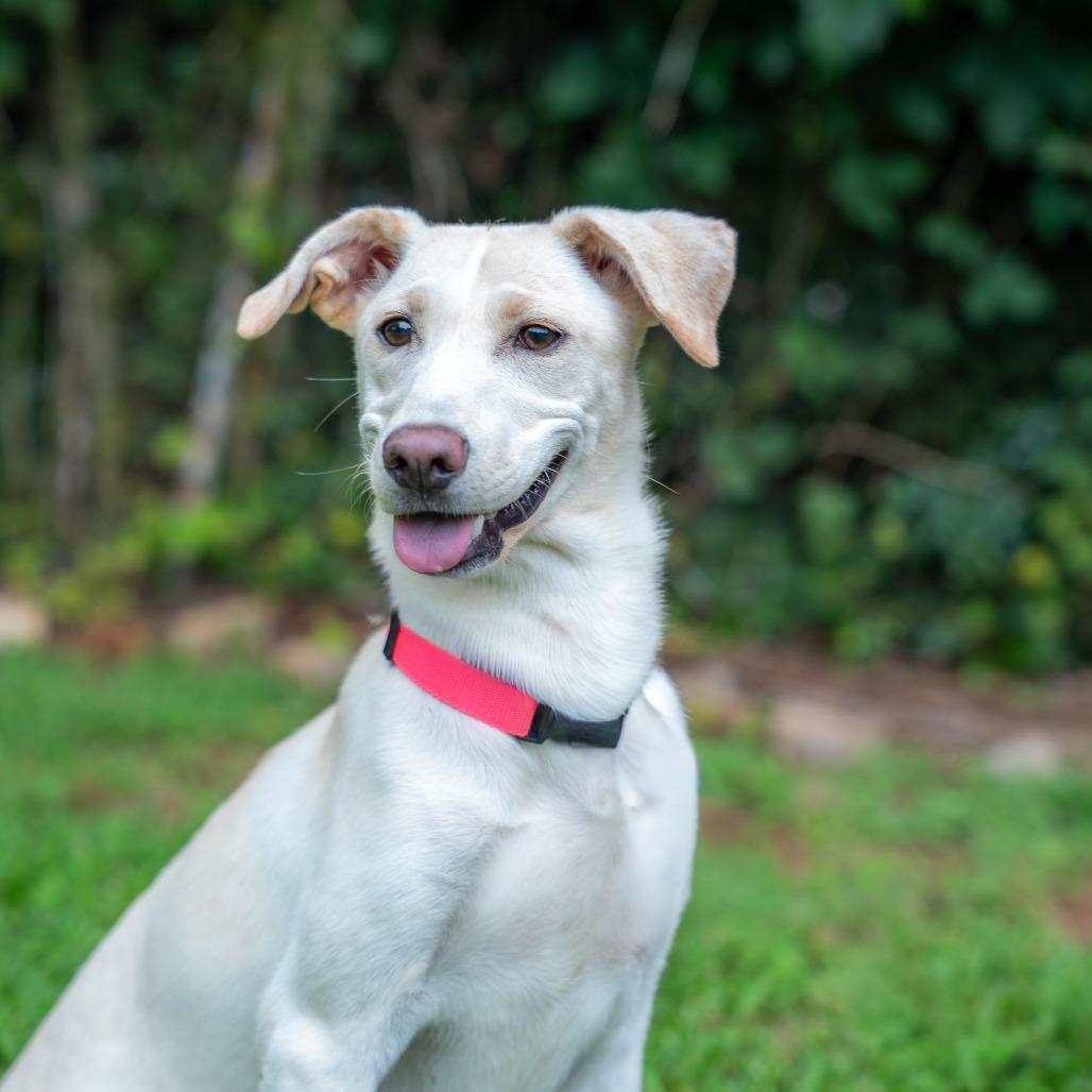 Amber Rose, Adoptable, Young Female Terrier & Mixed Breed.