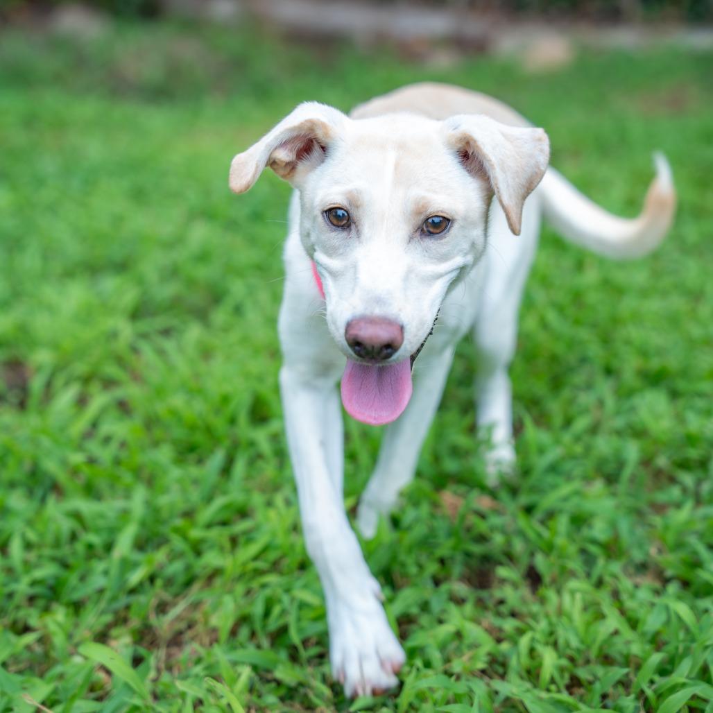 Enlarge Amber Rose, a Adoptable mixed breed in Gainesville, GA image 2/2