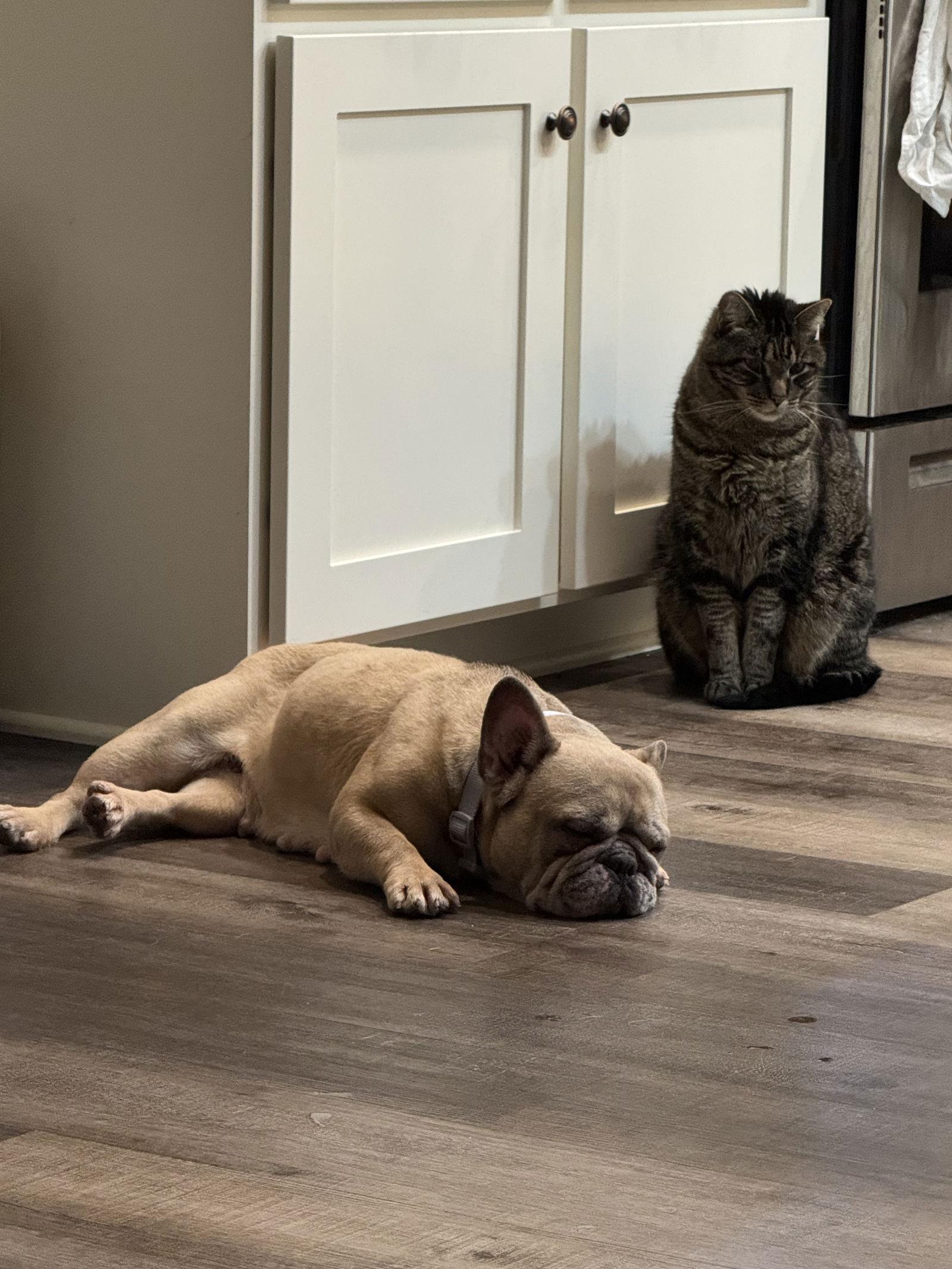 Mabel D6101, a Adoptable French Bulldog in minneapolis, MN image 1/3