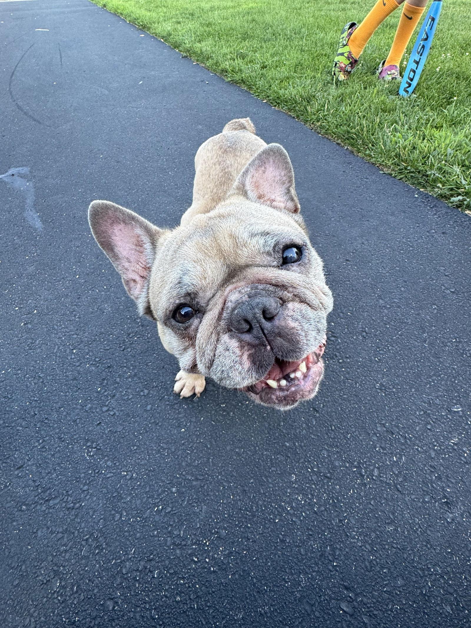 Mabel D6101, a Adoptable French Bulldog in minneapolis, MN image 2/3