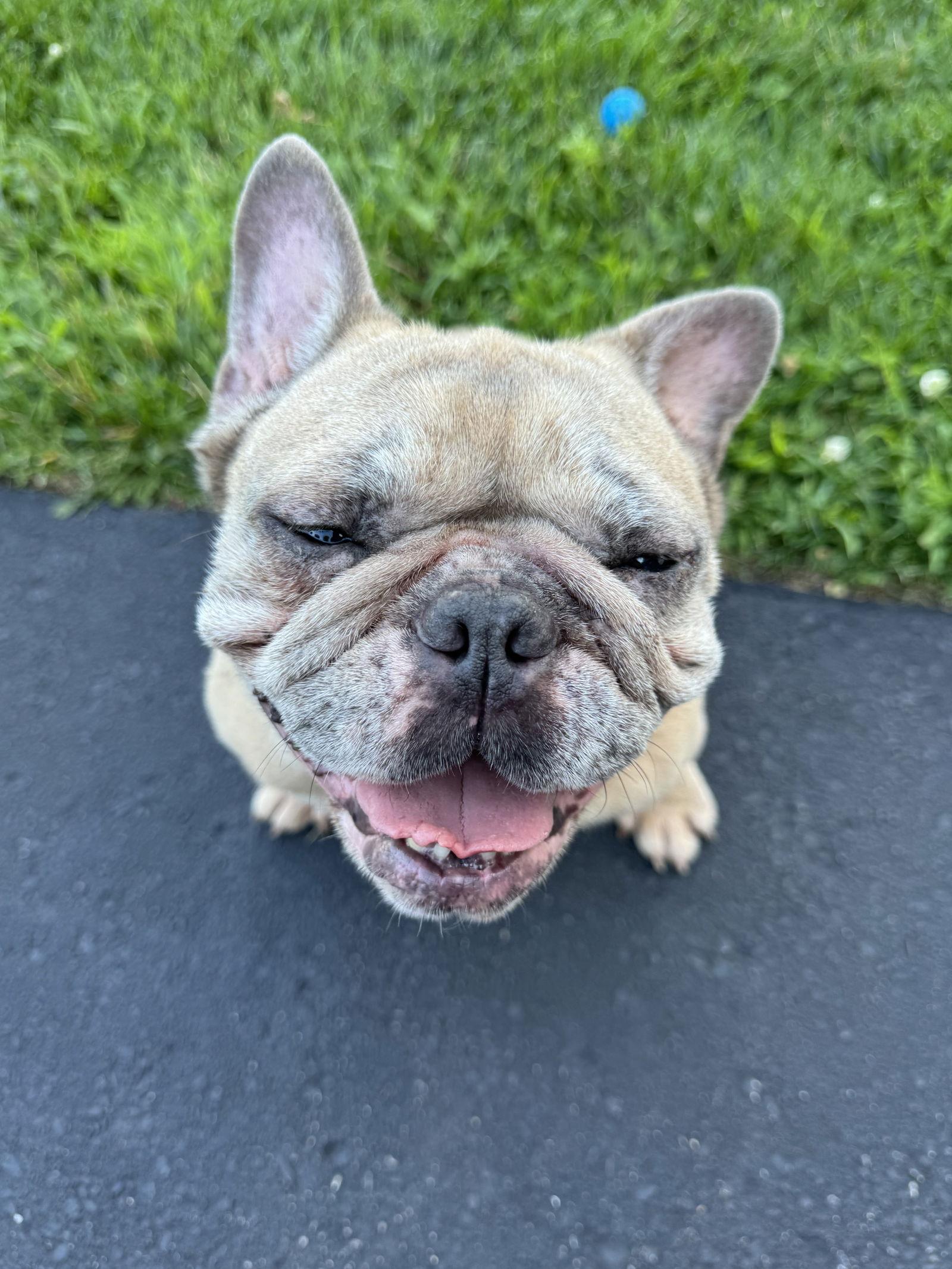 Mabel D6101, a Adoptable French Bulldog in minneapolis, MN image 3/3