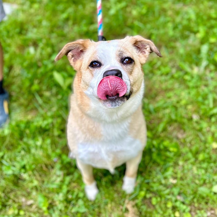 Jada, a Adoptable mixed breed in Springfield, OH image 2/4