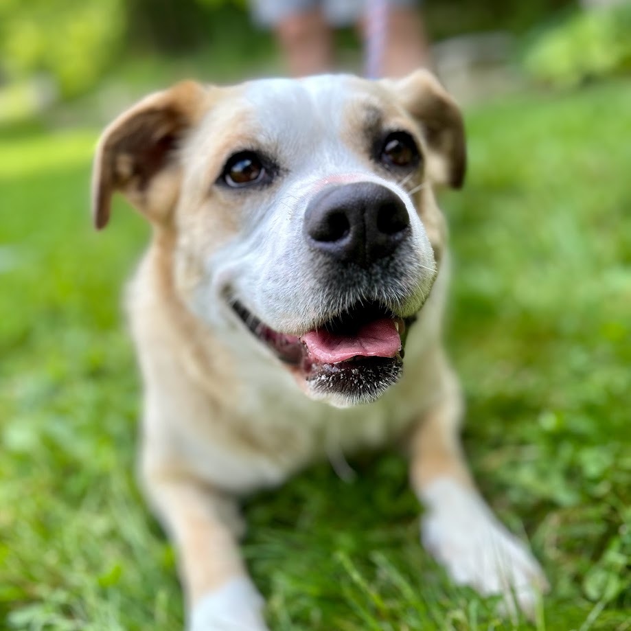 Jada, a Adoptable mixed breed in Springfield, OH image 3/4