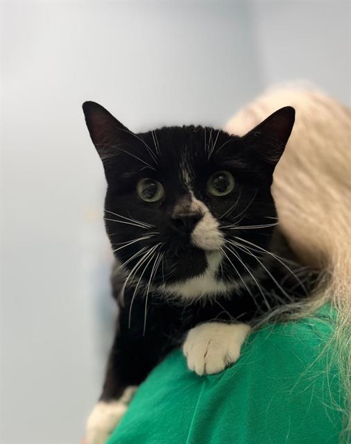 Enlarge MIMI, a Adoptable Domestic Short Hair in London, ON image 1/1