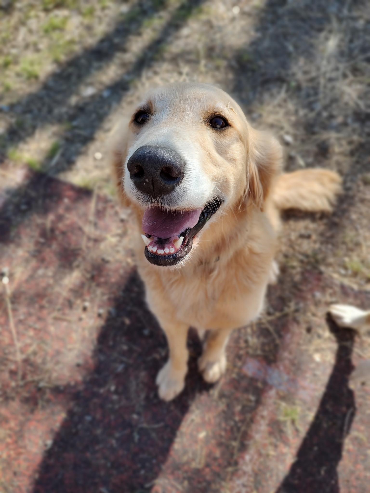 Link, adopted, Adult Male Golden Retriever.