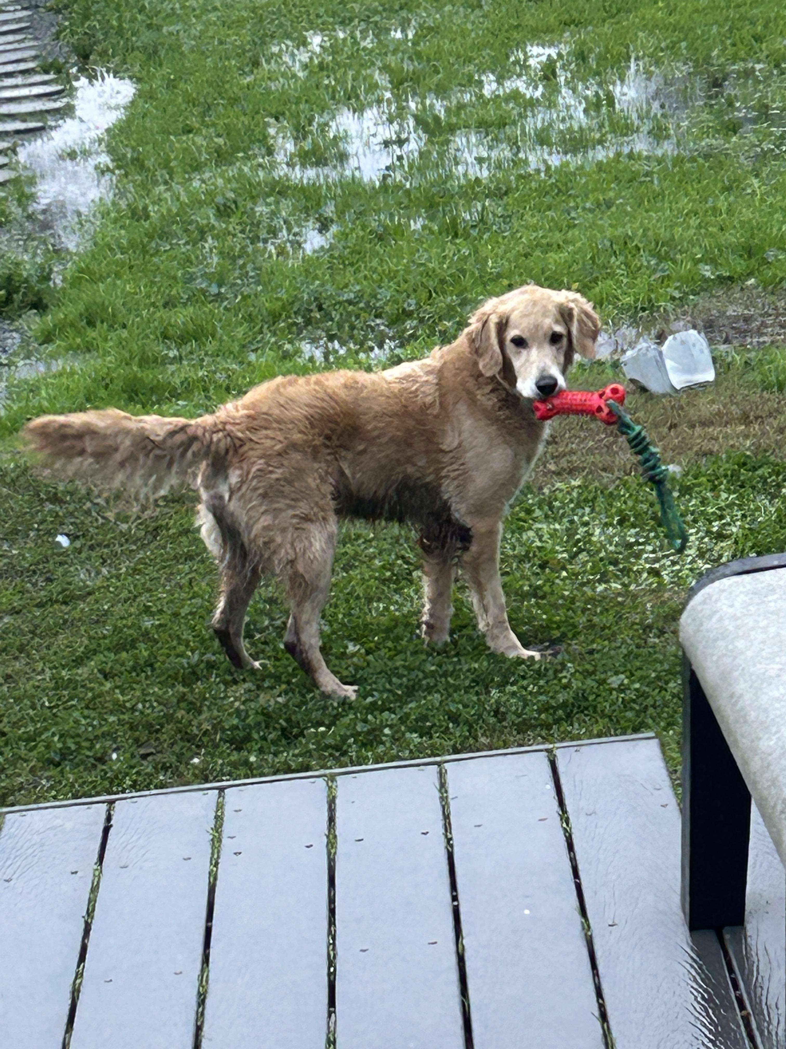 Enlarge Link, an adopted Golden Retriever in Vacaville, CA image 2/2