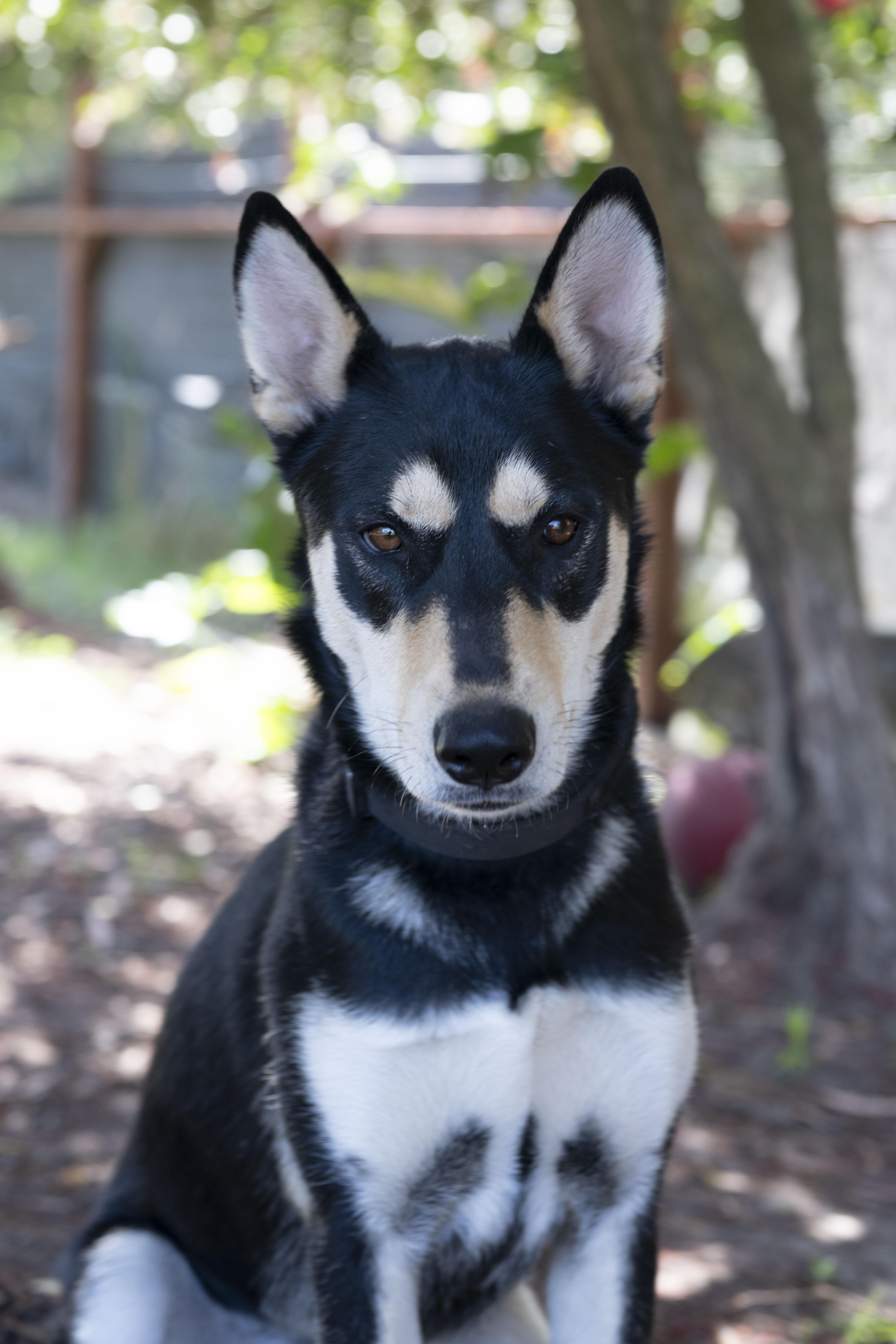 Maxie, an adoptable mixed breed in Petaluma, CA image 1/6
