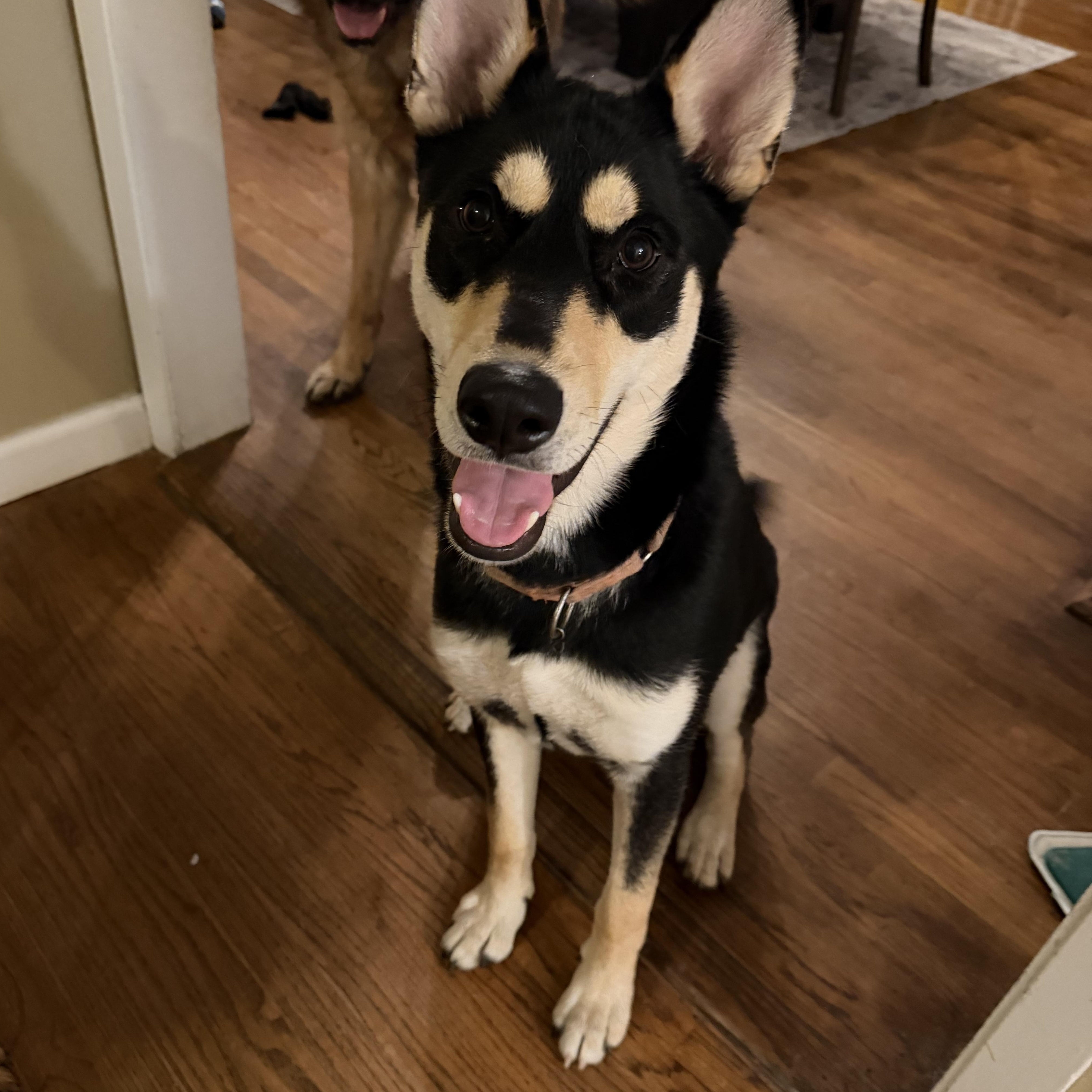 Enlarge Maxie, a ADOPTABLE mixed breed in Petaluma, CA image 2/6